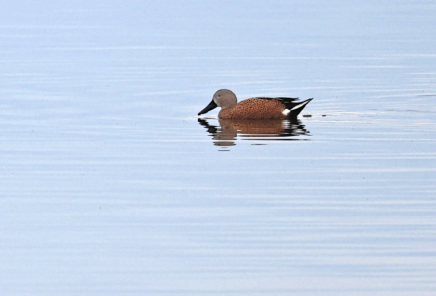 Red Shoveler (Spatula platalea) Lagunas del Ornitólogo, Trelew Argentina (7).jpg