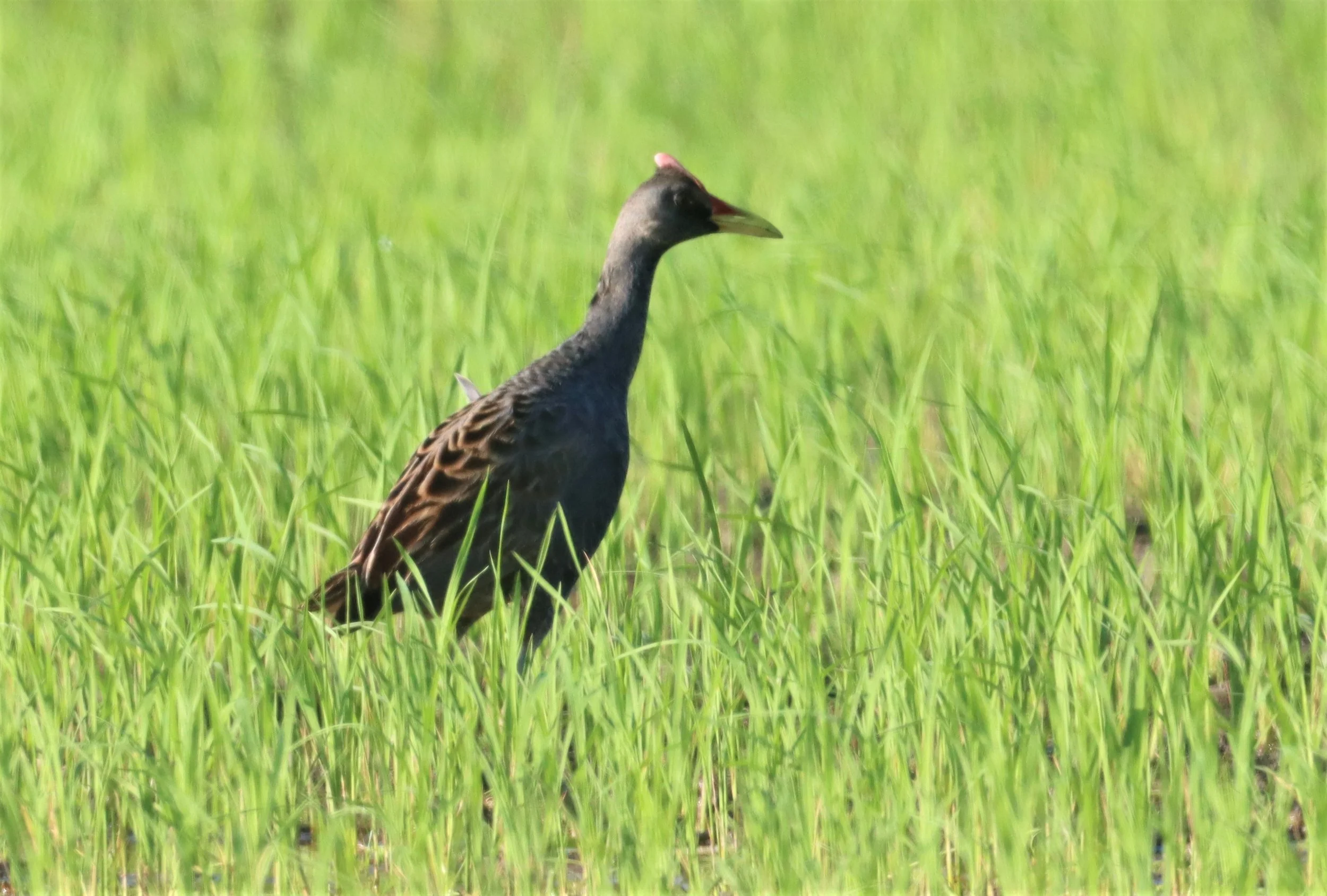 Watercock (Gallicrex cinerea) Pathum Thani Rice Research Center (70).jpg