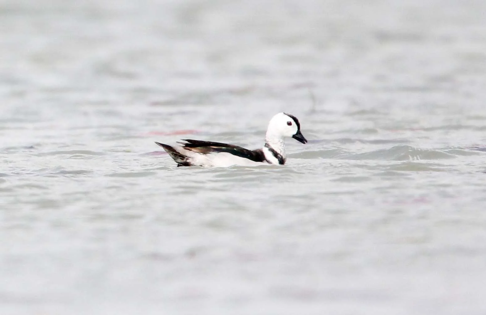PYGMY GOOSE - COTTON PYGMY GOOSE - Nettapus coromandelianus - THALE NOI WATERBIRD PARK - PHATTHALUNG (7).JPG