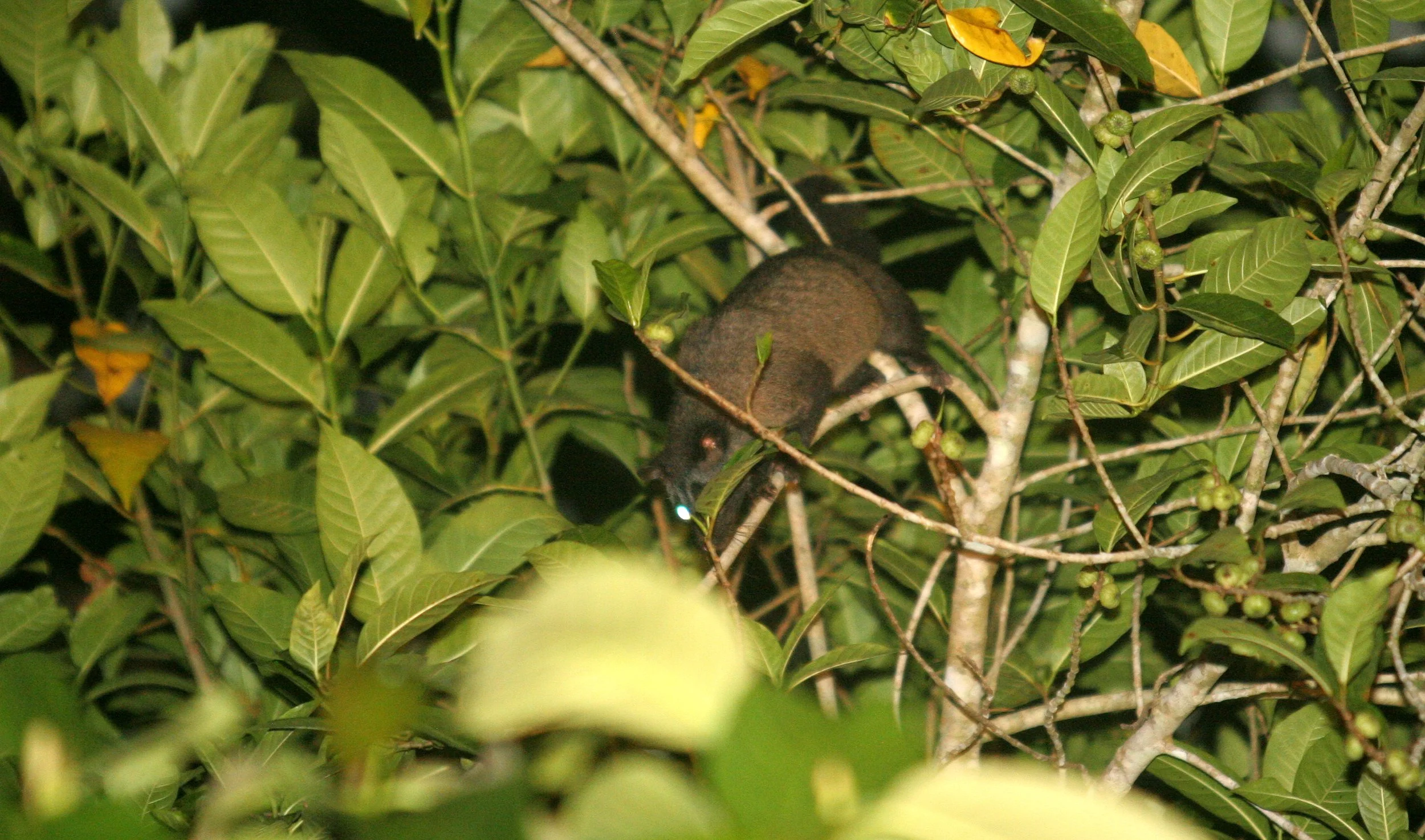 Paradoxurus hermaphroditus philippinensis - COMMON (PHILPPINE) PALM CIVET - TABIN WILDLIFE RESERVE BORNEO (10).JPG