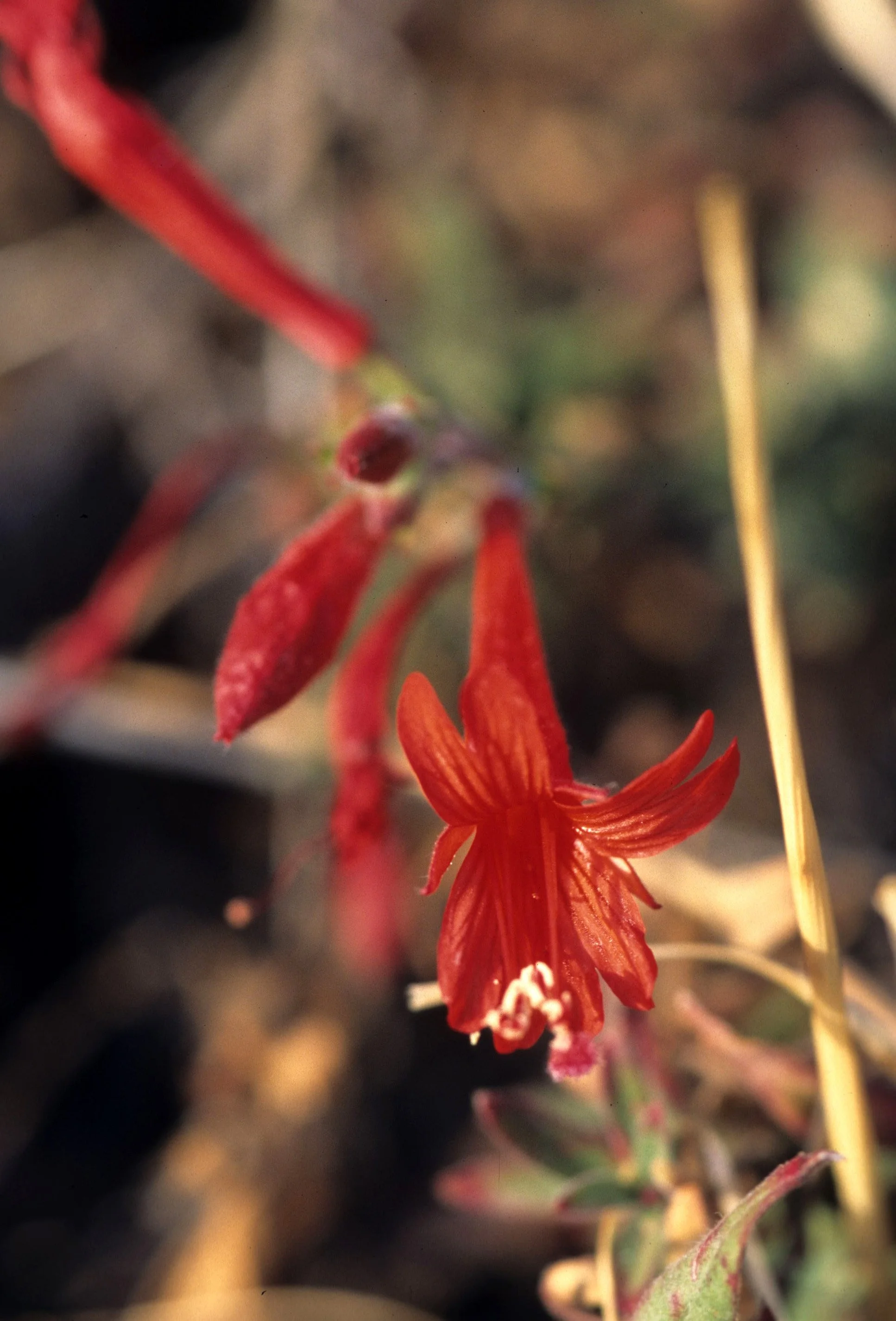 CALIFORNIA - MOUNT DIABLO - PLANT SPECIES E (5).jpg