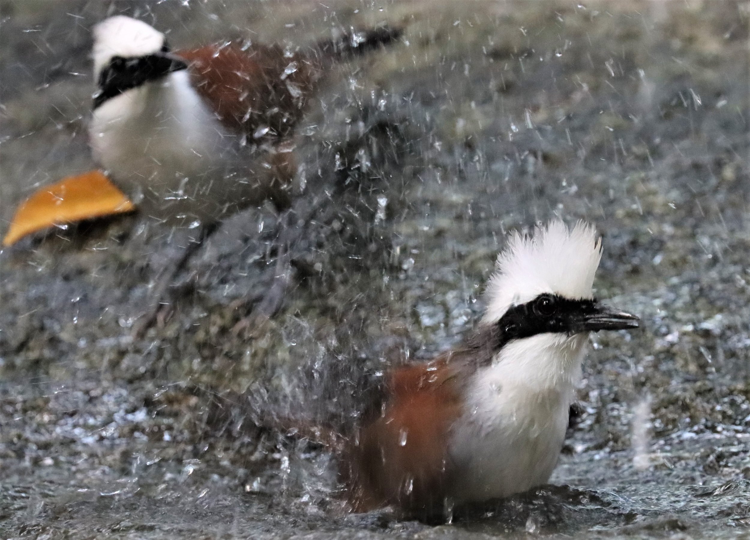 LAUGHINGTHRUSH - WHITE-CRESTED LAUGHINGTHRUSH - Garrulax leucolophus - WAT THAM PRATHUN CHONBURI (80).jpg