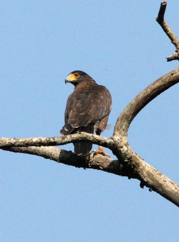 EAGLE - CRESTED SERPENT EAGLE - Spilornis cheela - KAENG KRACHAN NATIONAL PARK THAILAND (37).JPG