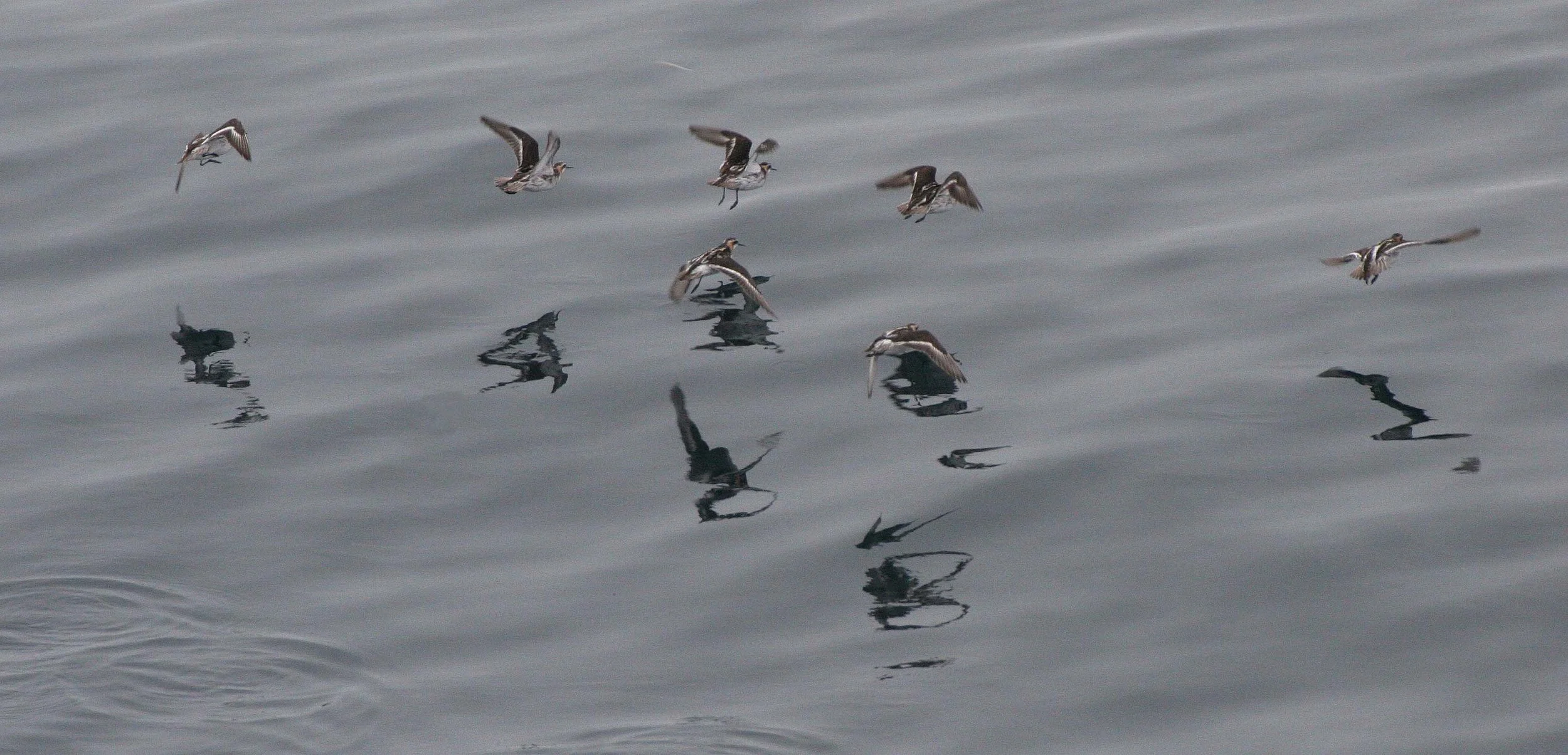 BIRD - PHALAROPE - RED-NECKED OR NORTHERN PHALAROPE - KURIL ISLANDS RUSSIA (3).jpg