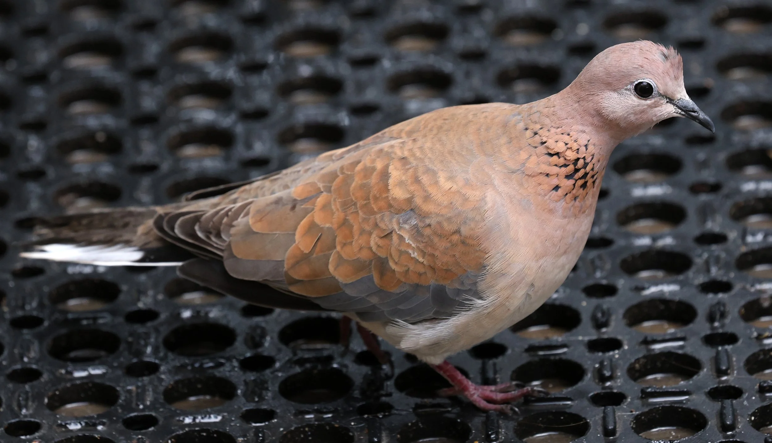 Laughing Dove (Spilopelia senegalensis) Rottnest Island - Western Australia (14).jpg