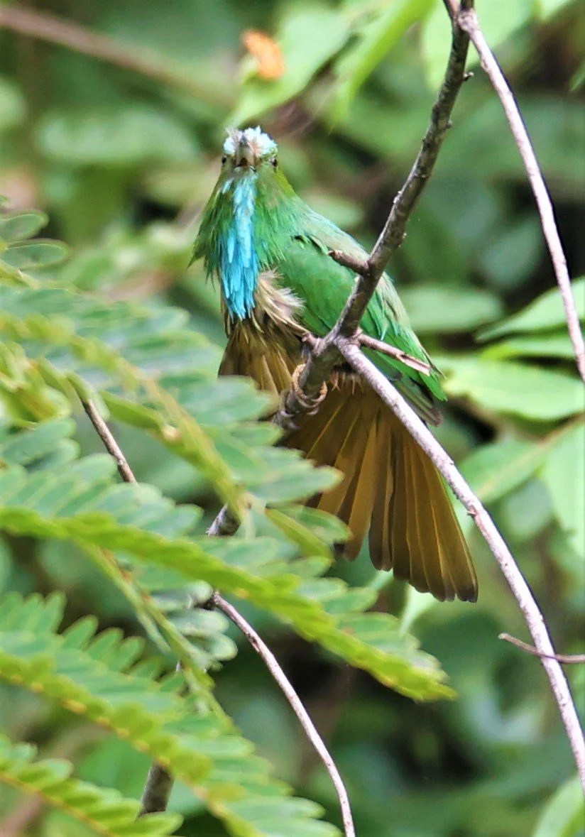BEE-EATER - BLUE-BEARDED BEE-EATER - Nyctyornis amictus - KAENG KRACHAN NATIONAL PARK 16 OCT 2021 (31).jpg