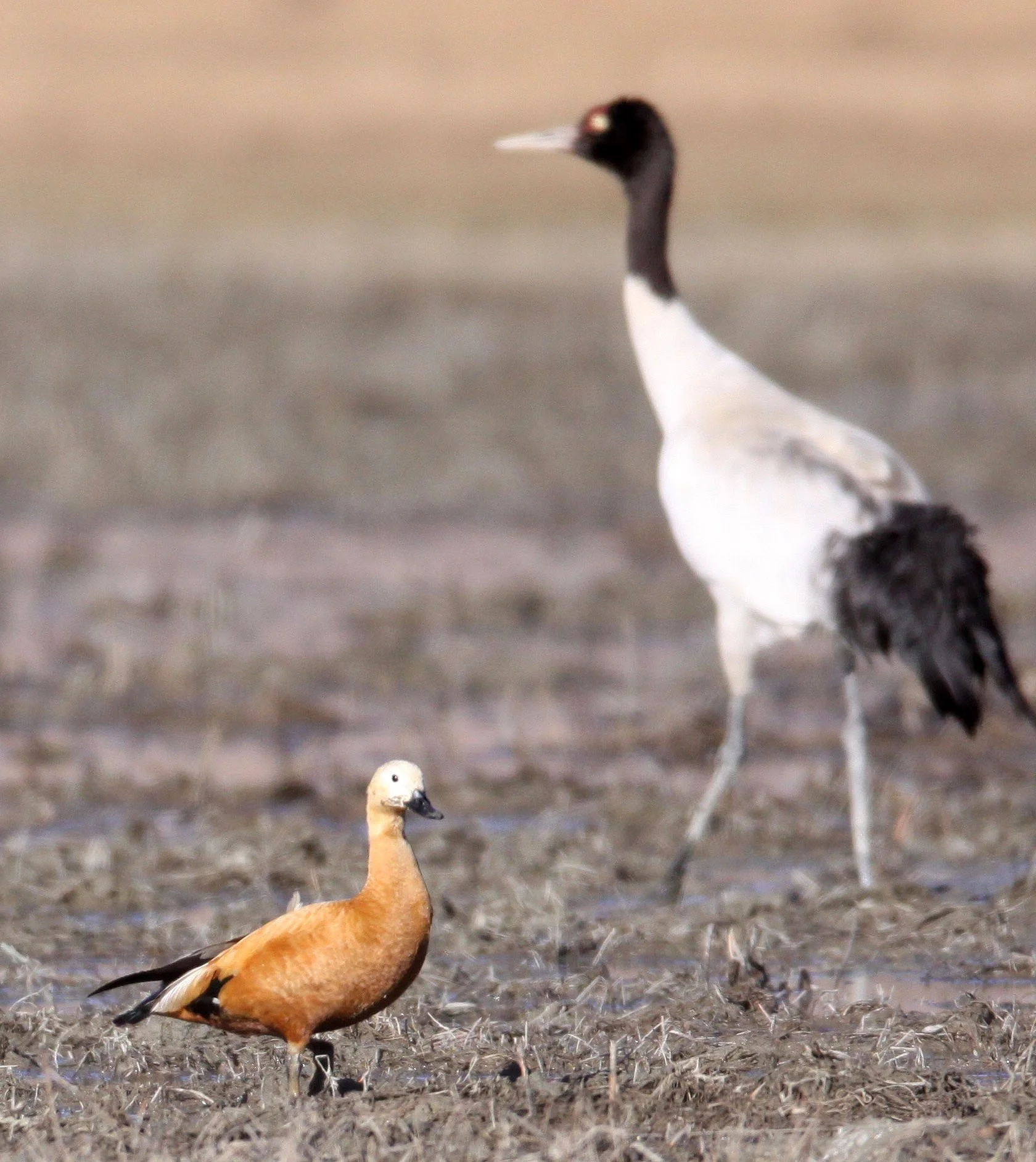 SHELDUCK - RUDDY SHELDUCK  - Tadorna ferruginea - NAPAHAI WETLANDS YUNNAN CHINA (21).JPG