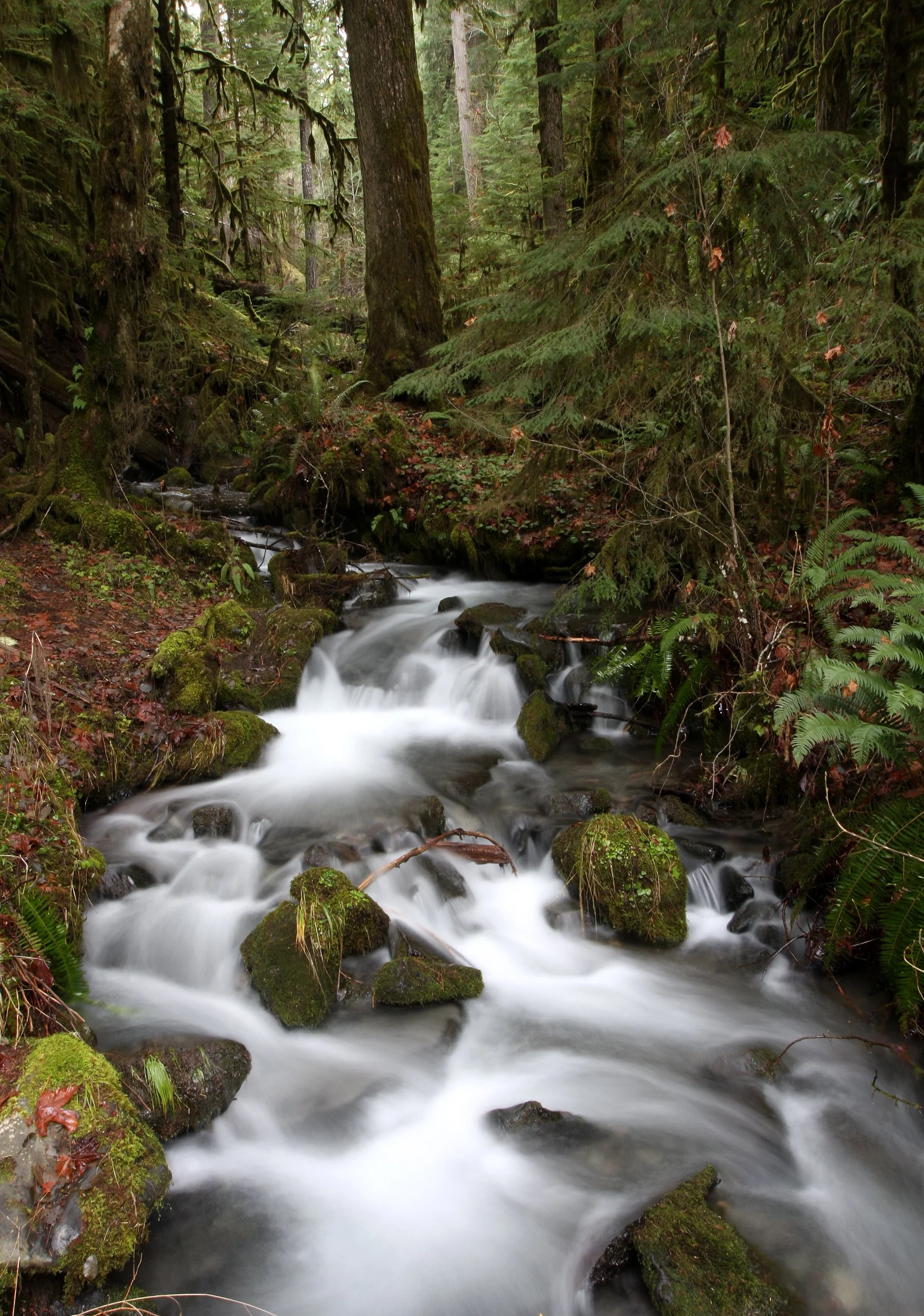 WHISKEY BEND TRAIL ROAD - SMALL STREAM (7).JPG