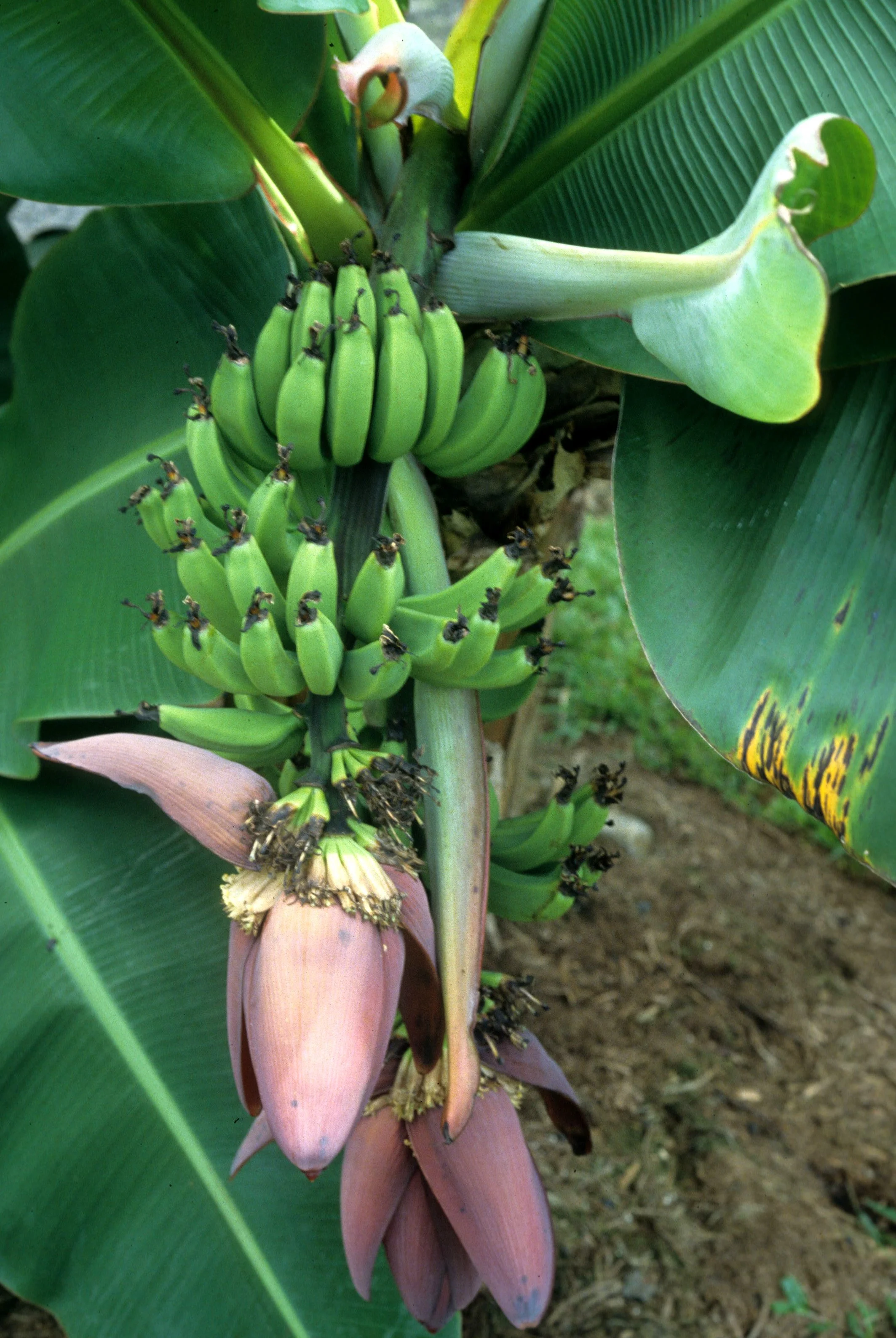 HAWAII - HAWAII - BANANA - MUSA SPECIES.jpg