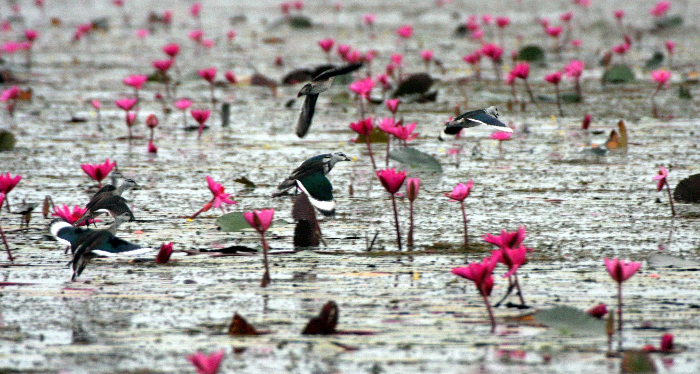 PYGMY GOOSE - COTTON PYGMY GOOSE - Nettapus coromandelianus - BUENG BORAPHET THAILAND (99).JPG