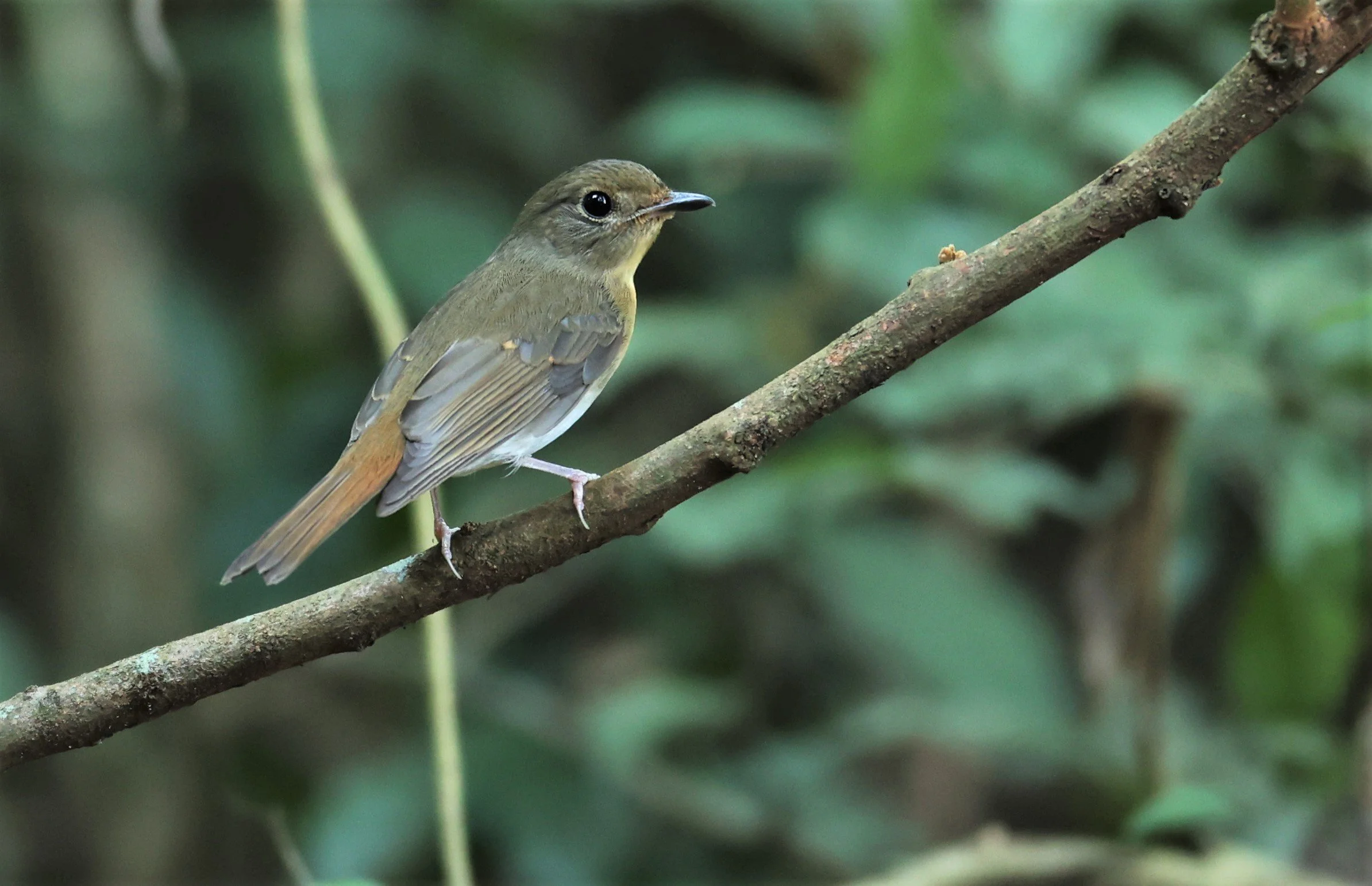 FLYCATCHER - INDOCHINESE BLUE-FLYCATCHER - Cyornis sumatrensis - PETCHABURI PROVINCE - NUY HIDE NEAR KAENG KRACHAN JAN 2022 (1).jpg