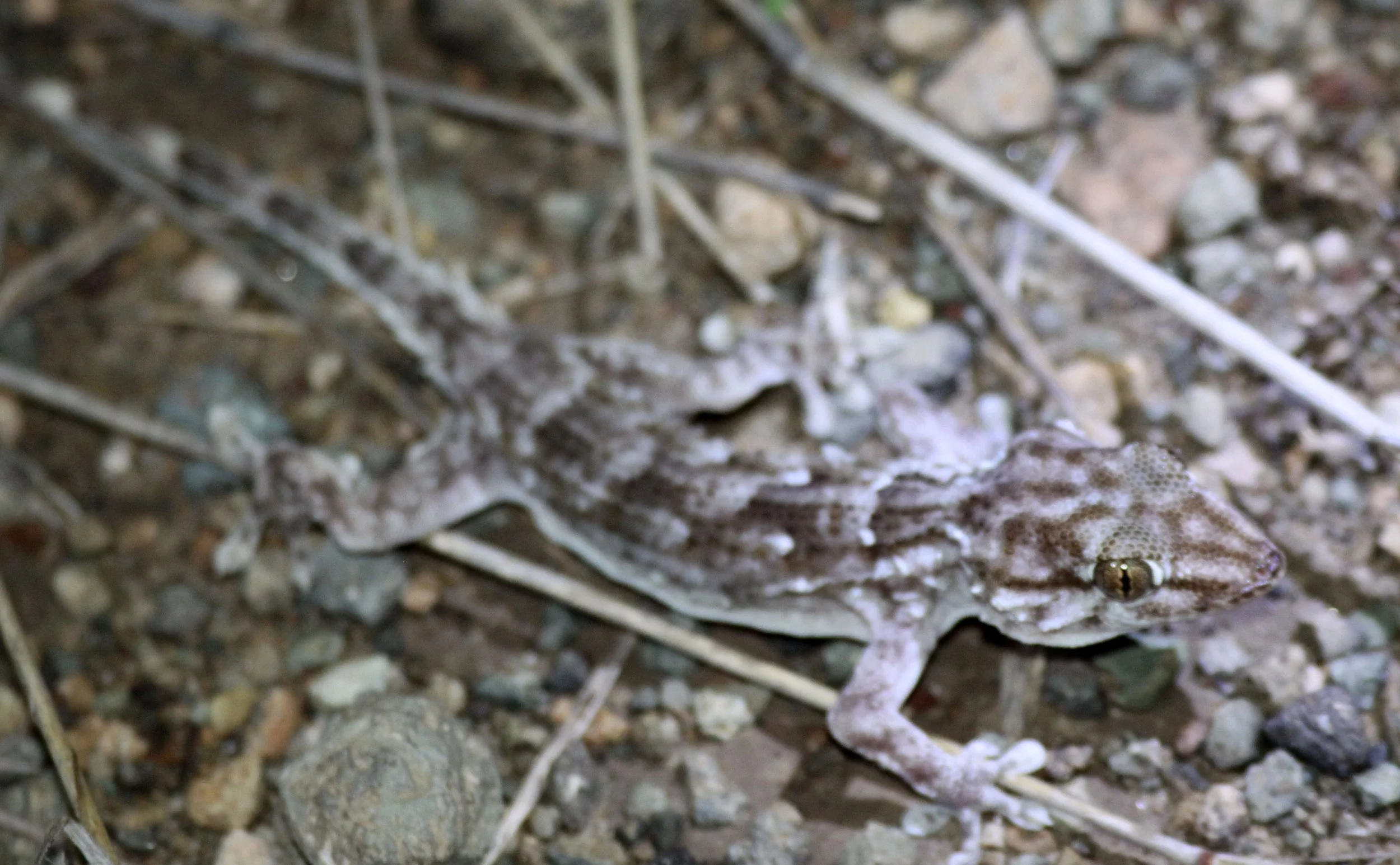 Tarentola annularis - WHITE SPOTTED (AWASH) GECKO - AWASH NATIONAL PARK ETHIOPIA  (12).JPG
