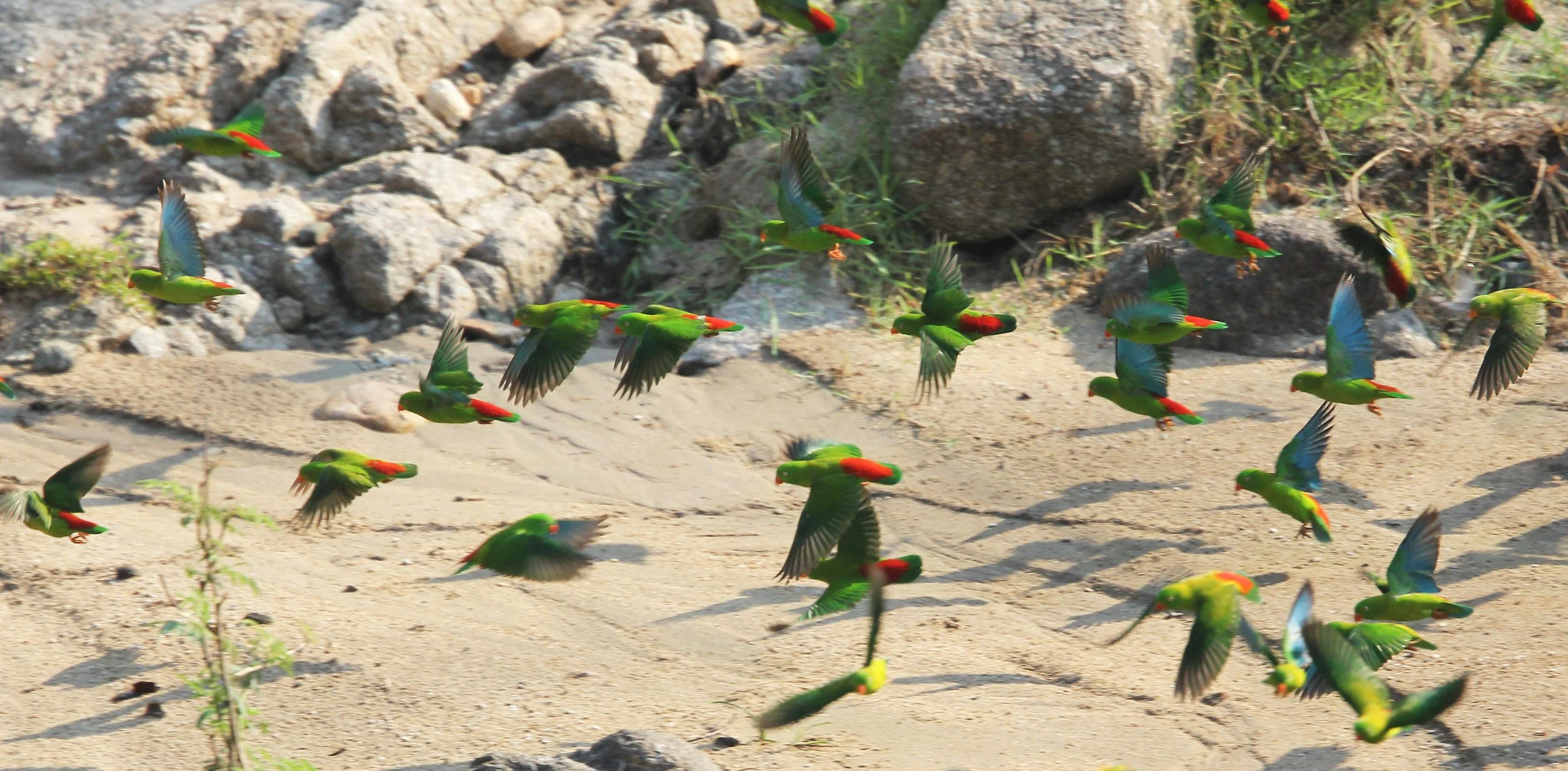 BIRD - PARROT - VERNAL HANGING PARROT -  HUAI KHA KHAENG NATURE RESERVE - THAILAND (28).jpg