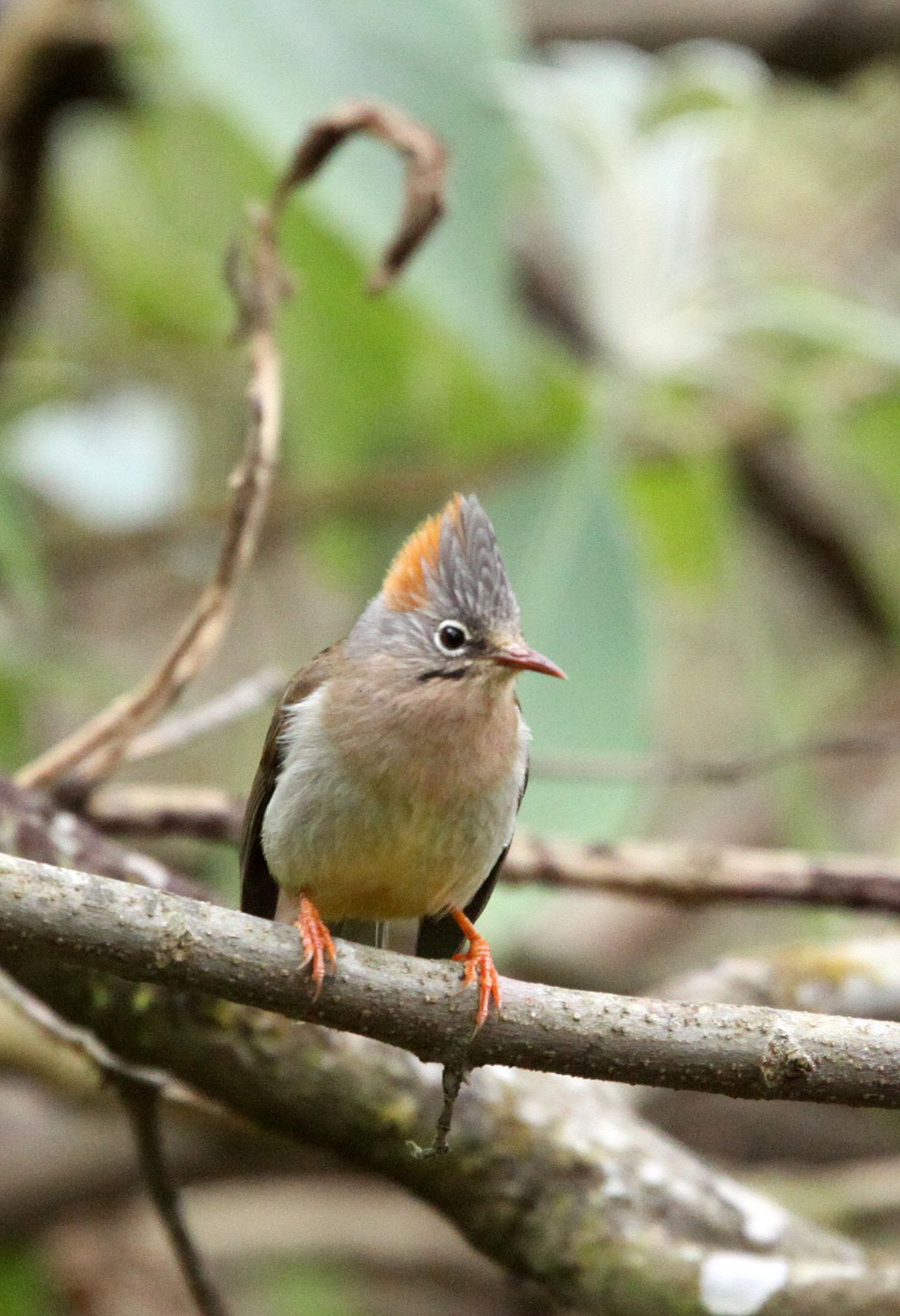 Rufous-vented Yuhina (Yuhina occipitalis) Wuliangshan Reserve, Yunnan China (3).JPG