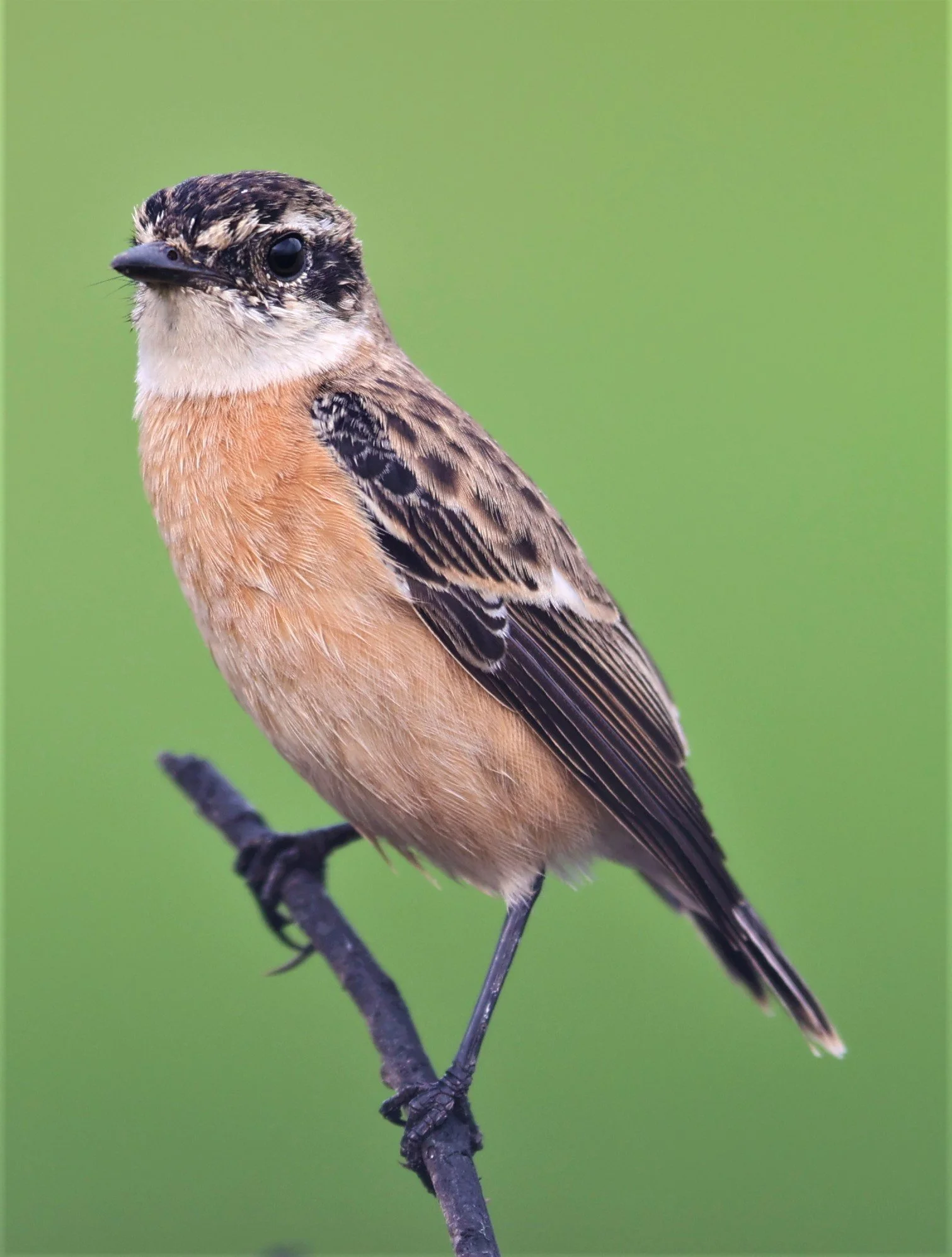 STONECHAT - AMUR (STEJNEGER'S) STONECHAT - Saxicola stejnegeri - PATHUM THANI RICE RESEARCH CENTER 06 NOV 2021 (33).jpg