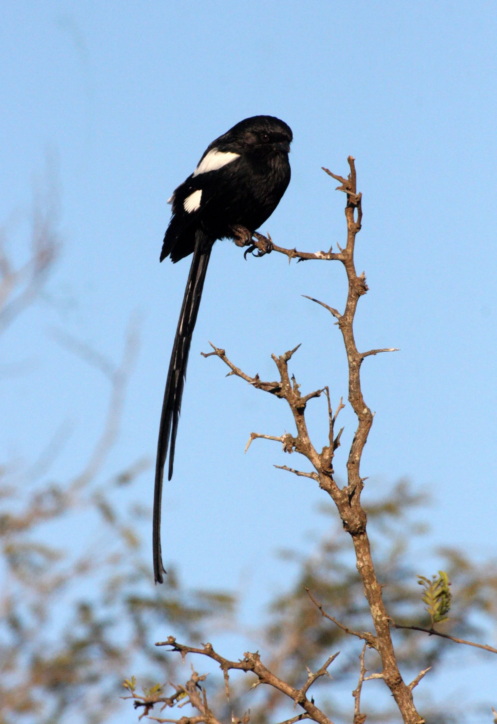 Magpie (Long-tailed) Shrike (Lanius melanoleucus) Kruger NP South Africa (2).JPG