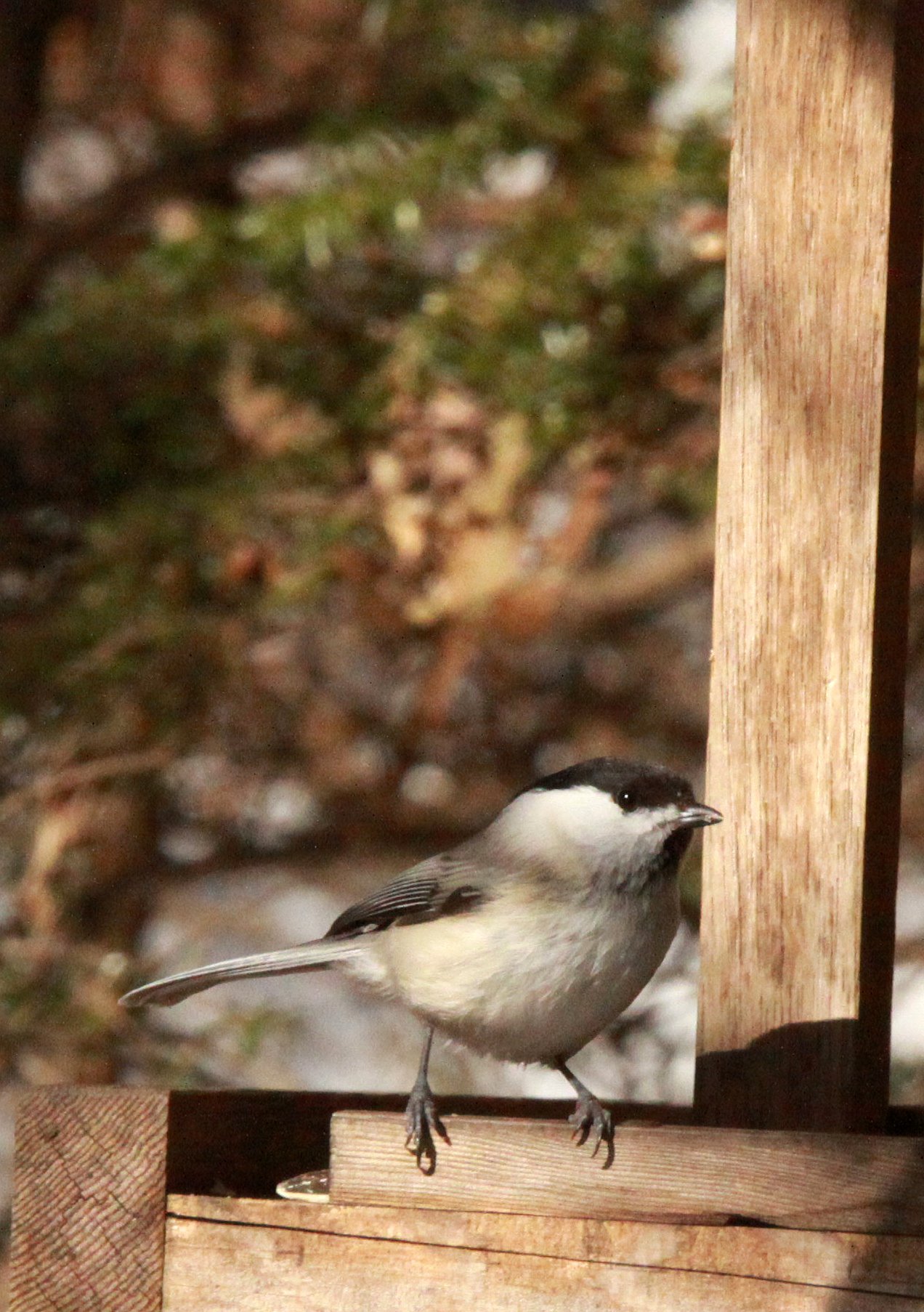 Willow Tit (Poecile montanus) Shiobutsu Onsen Karuizawa Japan (4).JPG