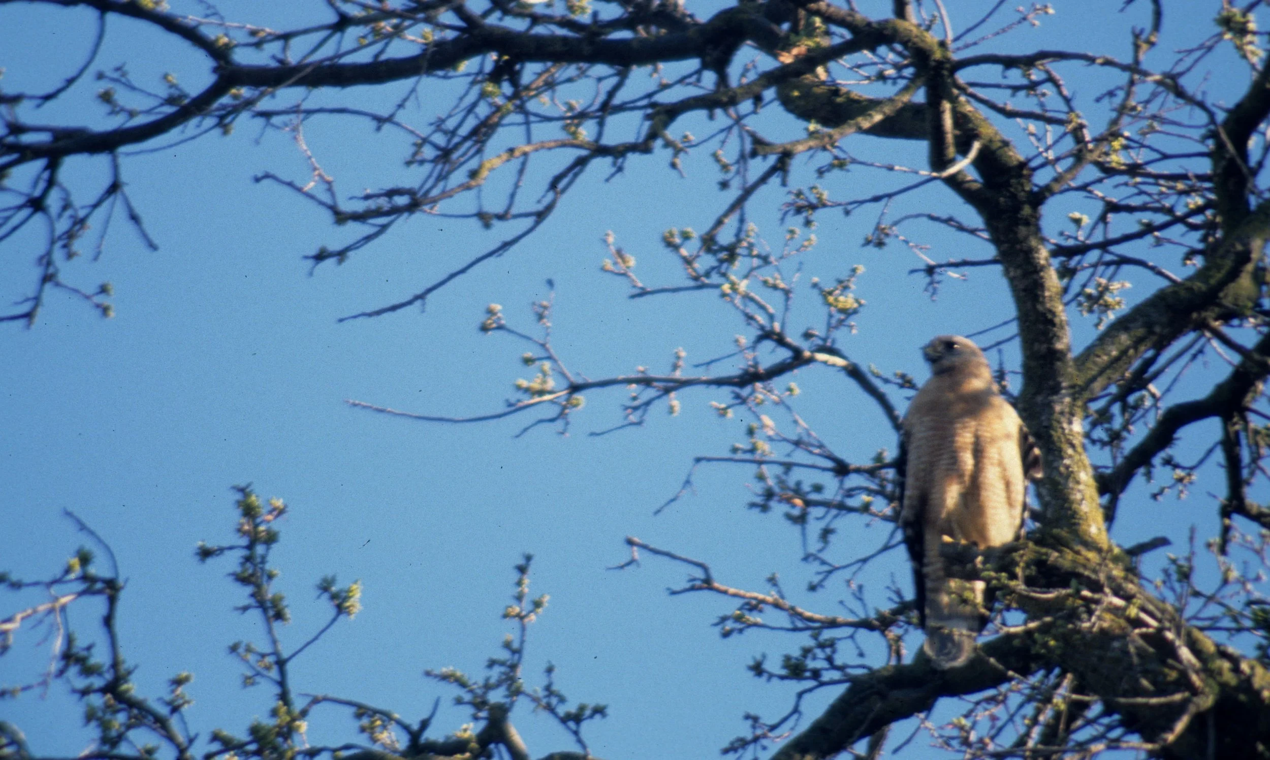 Buteo lineatus - RED-SHOULDERED HAWK - AMERICAN RIVER PARKWAY (3).jpg