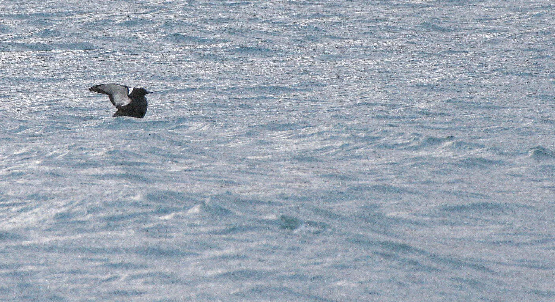 Cepphus grylle mandtii - BLACK GUILLEMOT - SVALBARD (5).jpg