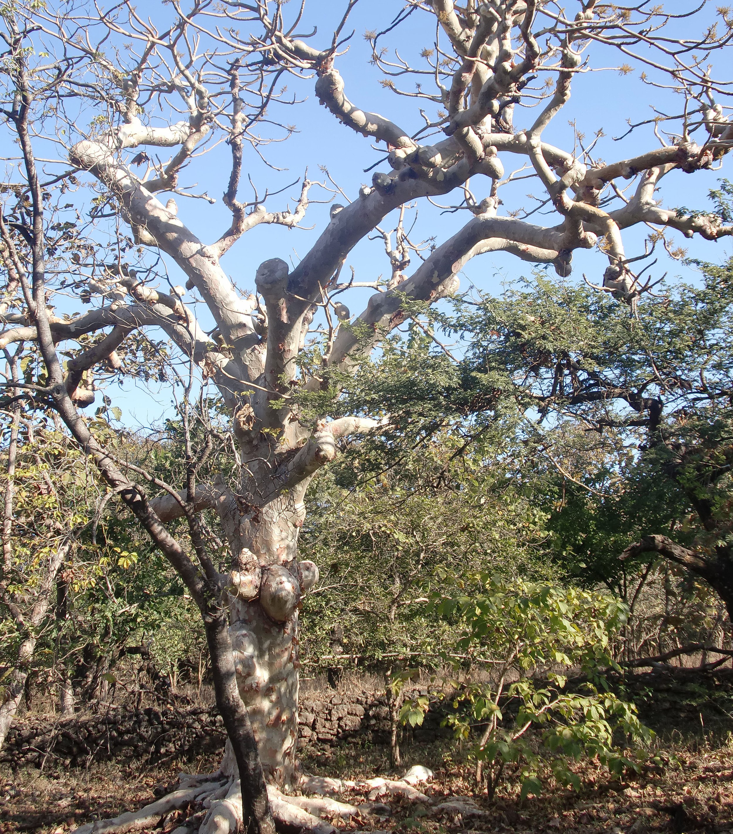 GUJARAT - GIR FOREST NATIONAL PARK INDIA (3).JPG