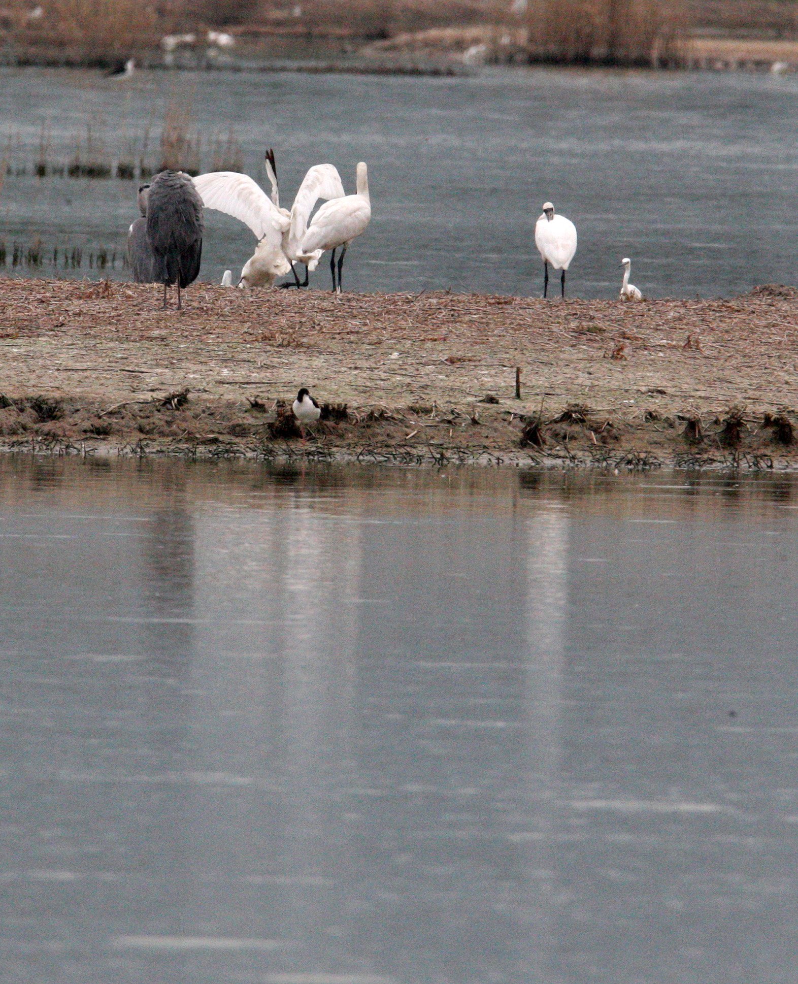 SPOONBILL - BLACK-FACED SPOONBILL - Platalea minor - MAI PO WETLANDS HONG KONG (135).JPG