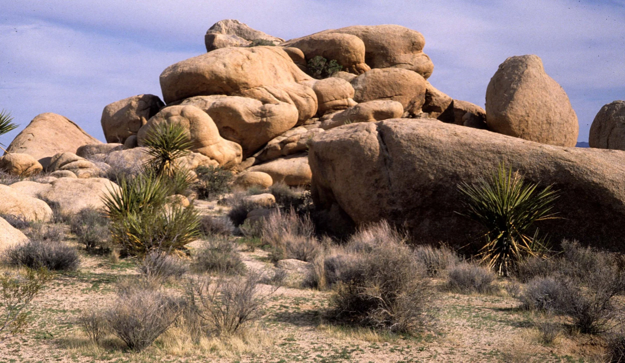 JOSHUA TREE - YUCCA SPECIES WITH INSELBERGS.jpg