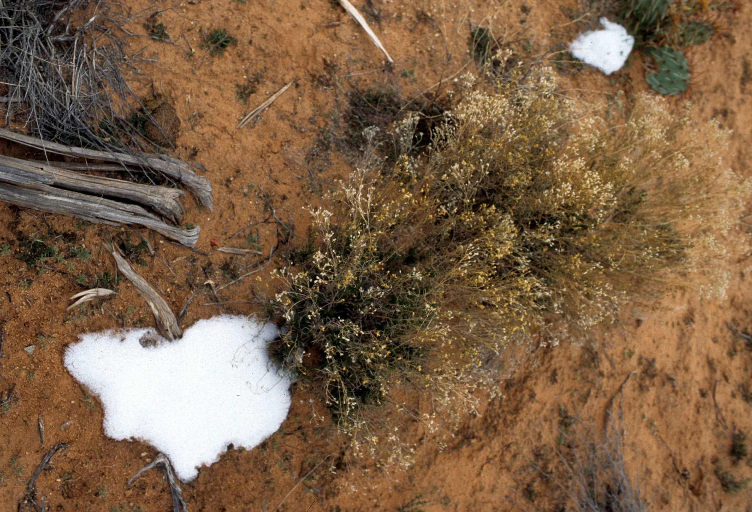 UTAH - CANYONLANDS NP - PLANT SPECIES.jpg