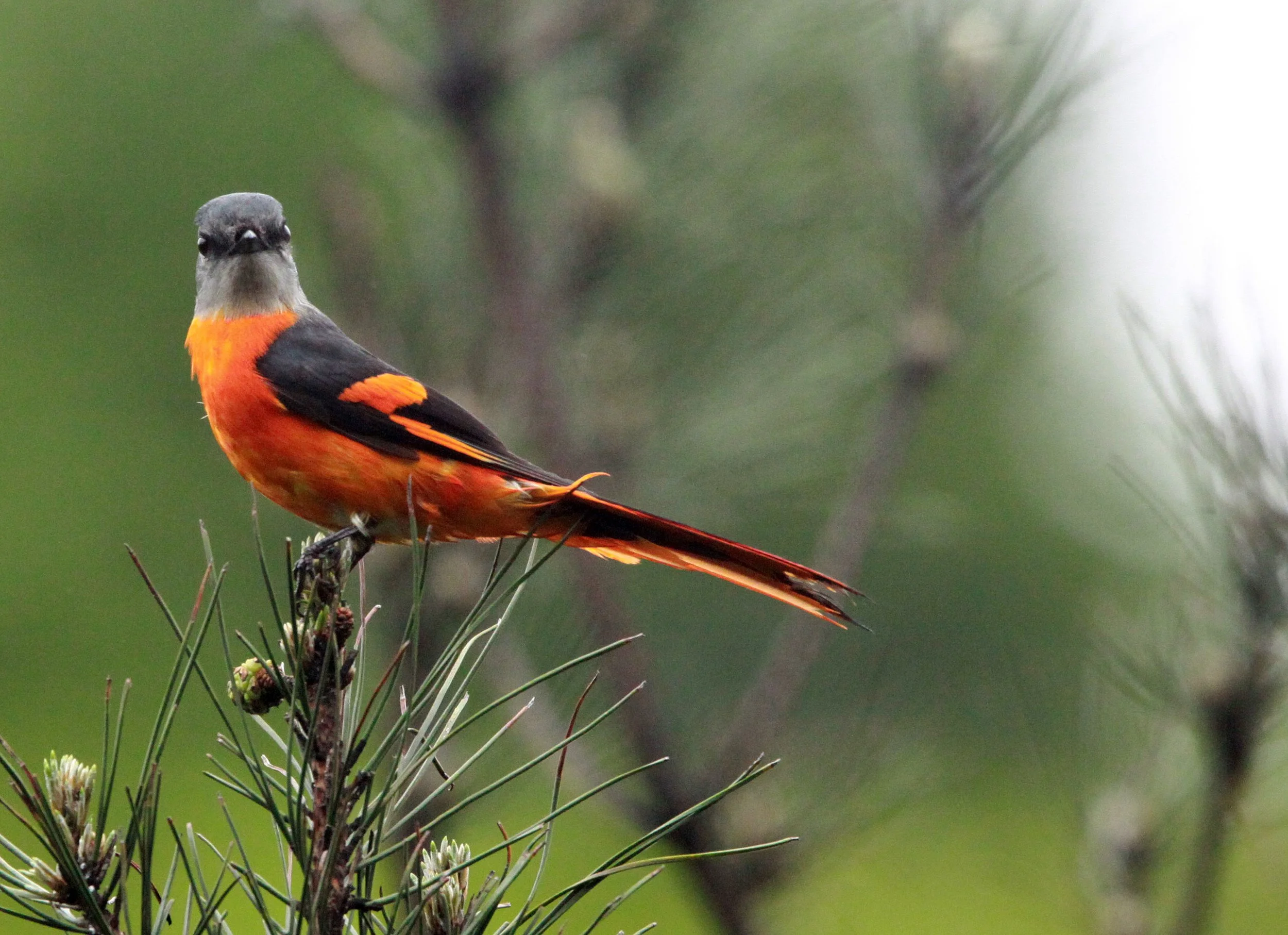 Gray-chinned Minivet (Pericrocotus solaris) Anhui Province China (11).JPG
