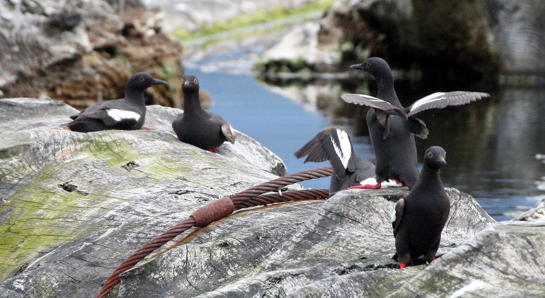 Cepphus columba adiantus - PIGEON GUILLEMOT - PORT ANGELES HARBOR WA (63).JPG