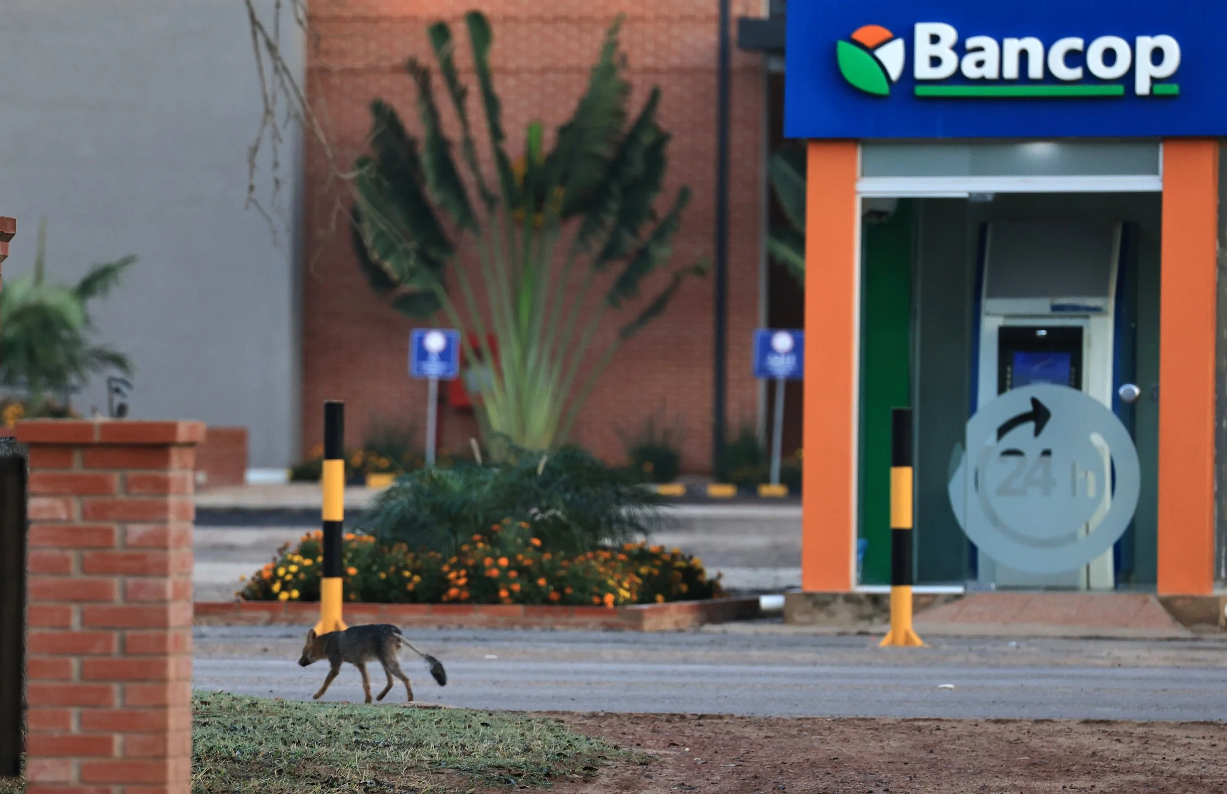 Pampas Fox (Lycalopex gymnocercus) Neuland Mennonite Colony Paraguay (2).jpg