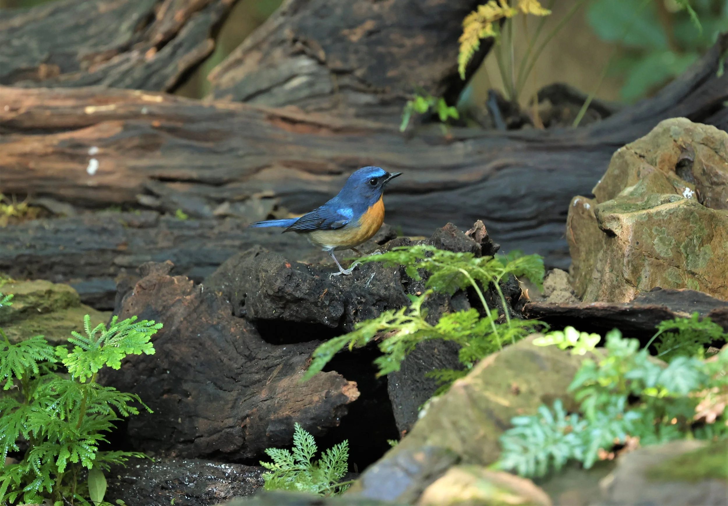 FLYCATCHER - CHINESE BLUE FLYCATCHER - Cyornis glaucicomans - PETCHABURI PROVINCE - NUY HIDE NEAR KAENG KRACHAN JAN 2022 (1).jpg
