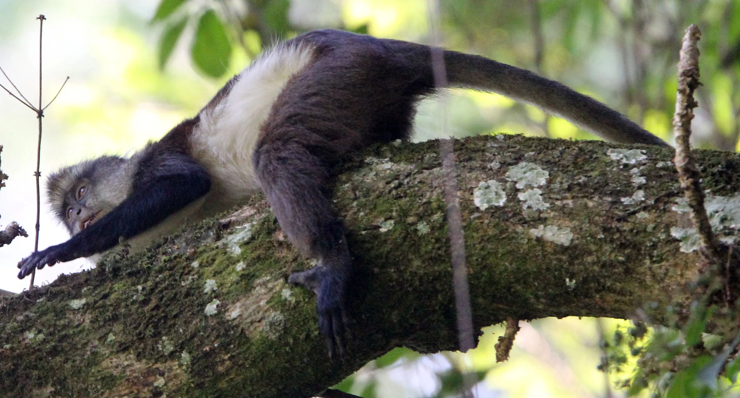 CERCOPITHECIDAE - Cercopithecus denti - DENT'S MONKEY - NYUNGWE NATIONAL PARK RWANDA (312).JPG