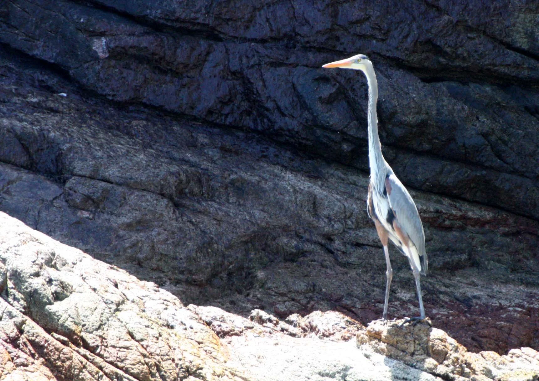 HERON - GREAT BLUE HERON- Ardea herodias - ISLA CATALINA BAJA MEXICO (4).JPG