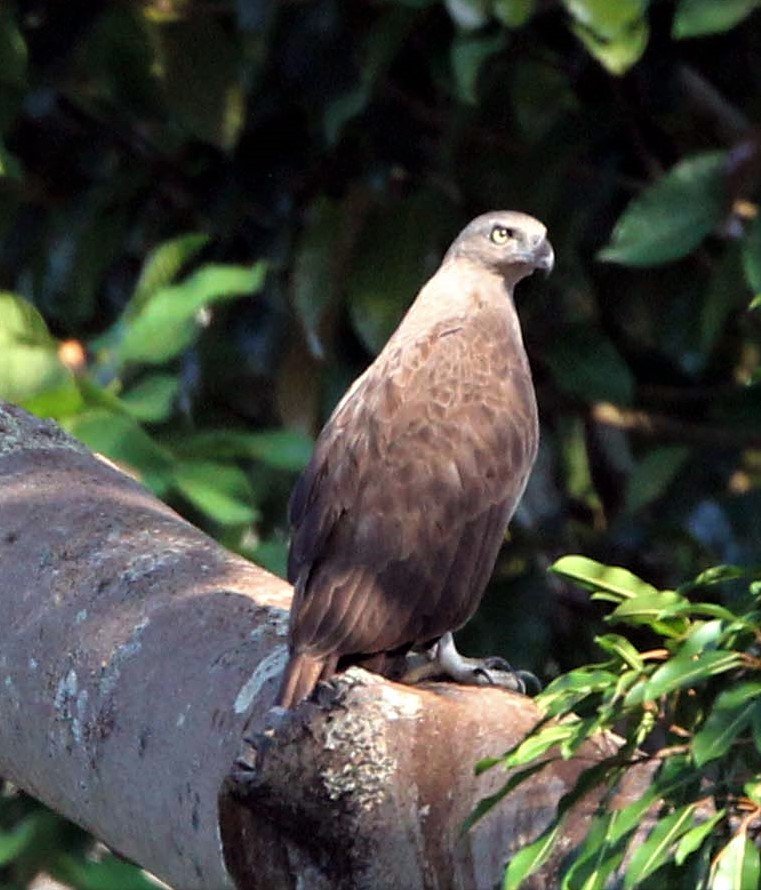 Haliaeetus humilis - LESSER FISH EAGLE - KHAO SOK NATIONAL PARK aa.jpg