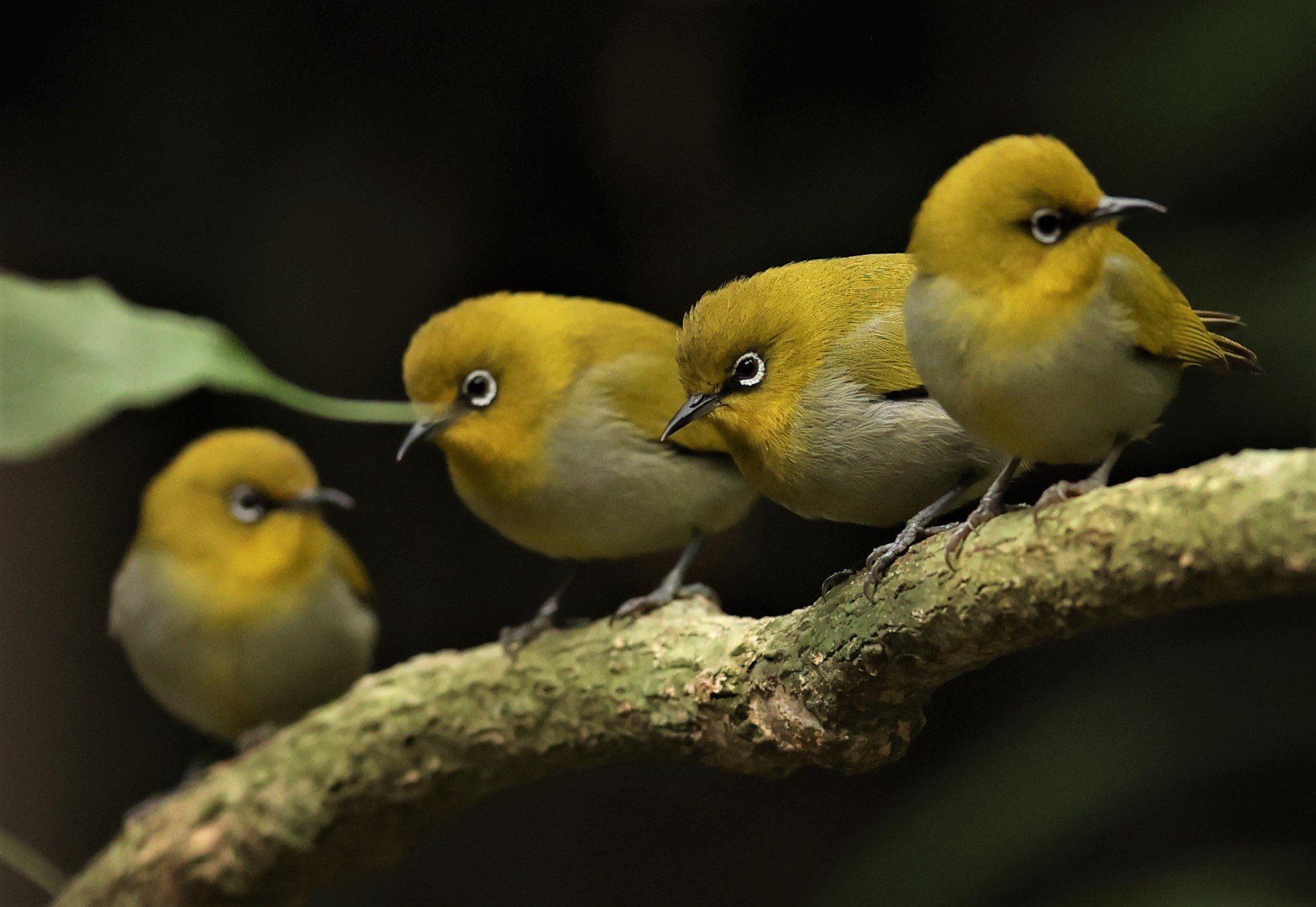 Indian White-eye (Zosterops palpebrosus) Doi Inthanon NP Chiang Mai (29).JPG