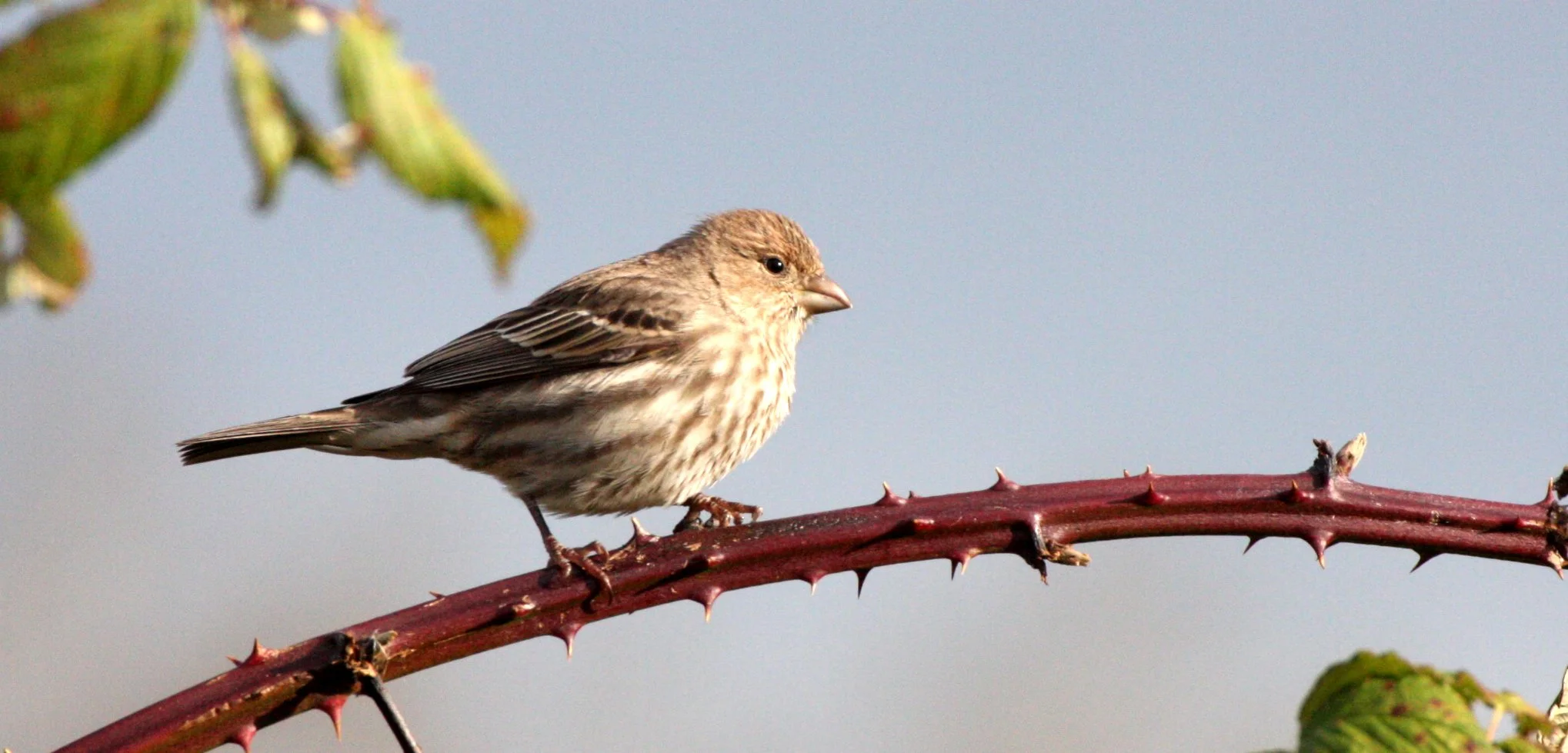 House Finch (Haemorhous mexicanus) Jamestown Washington (1).JPG