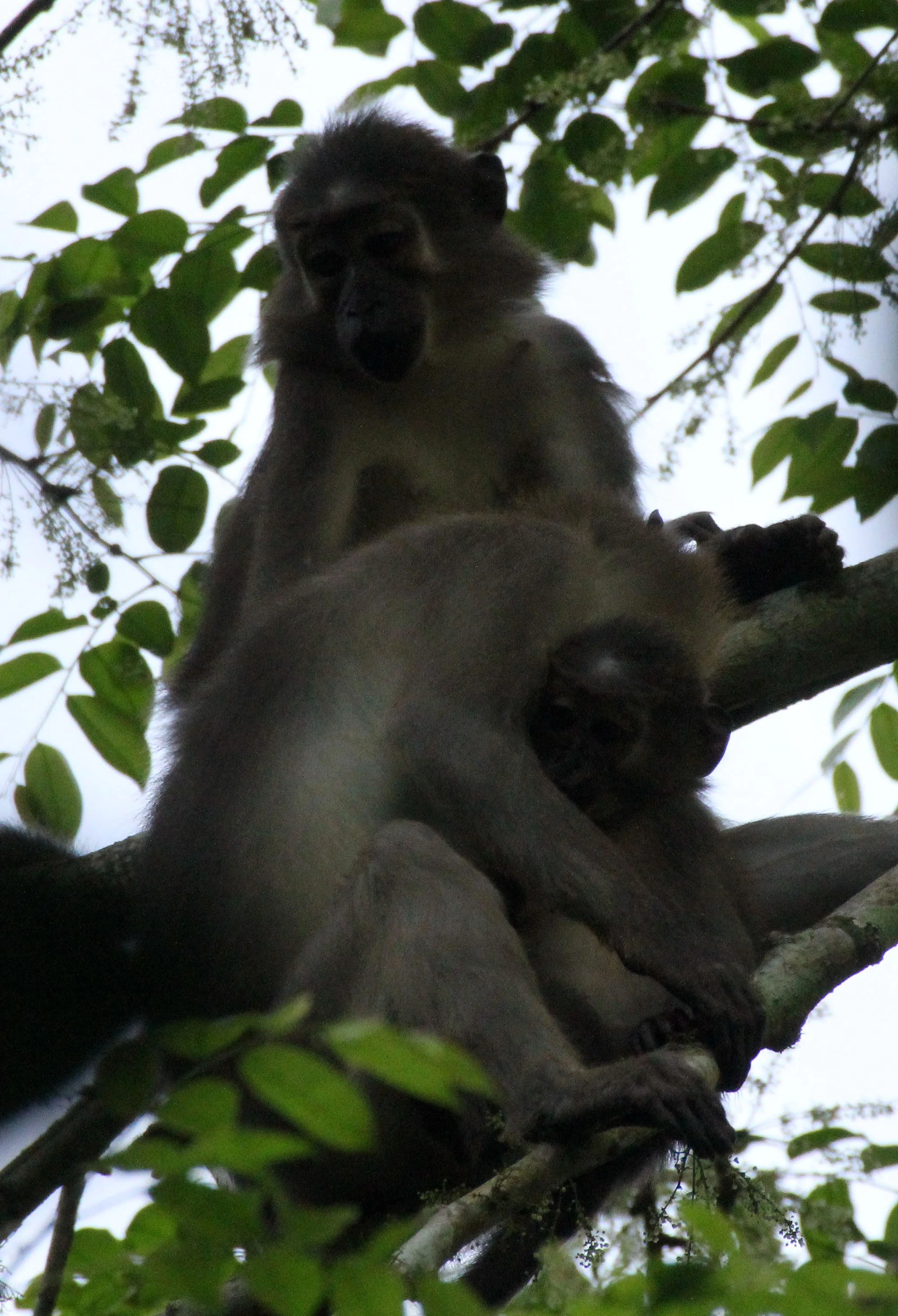 CERCOPITHECIDAE - Cercocebus agilis - AGILE MANGABEY - DZANGA NDOKI NATIONAL PARK CENTRAL AFRICAN REPUBLIC (37).JPG