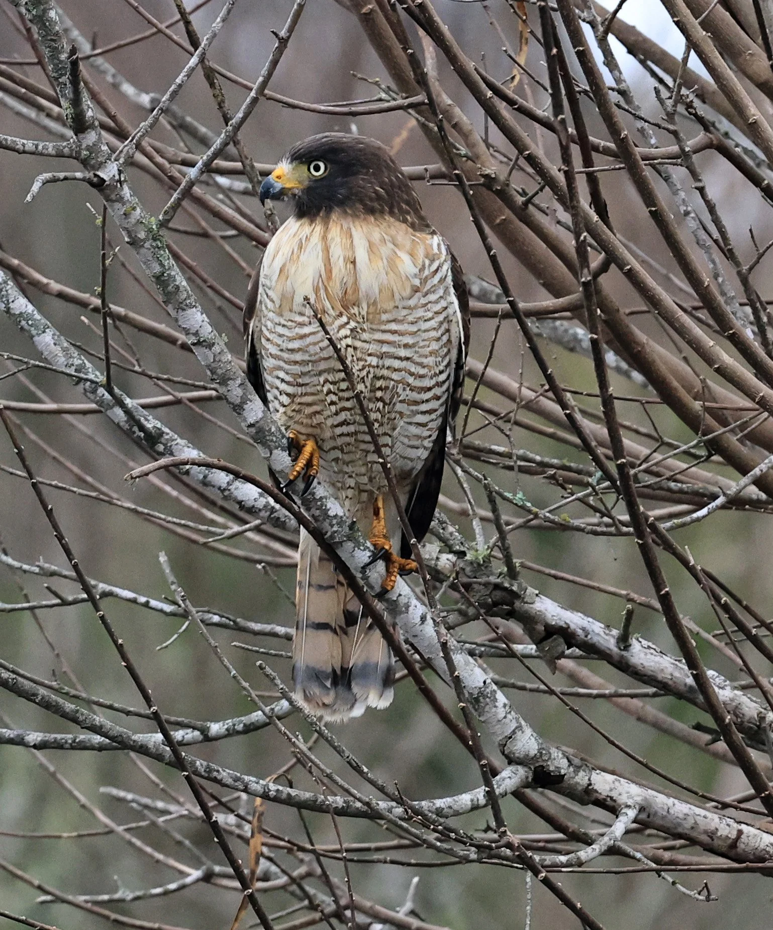 Roadside Hawk (Rupornis magnirostris) El Palmar National Park, Entre Rios, Argentina (23).jpg