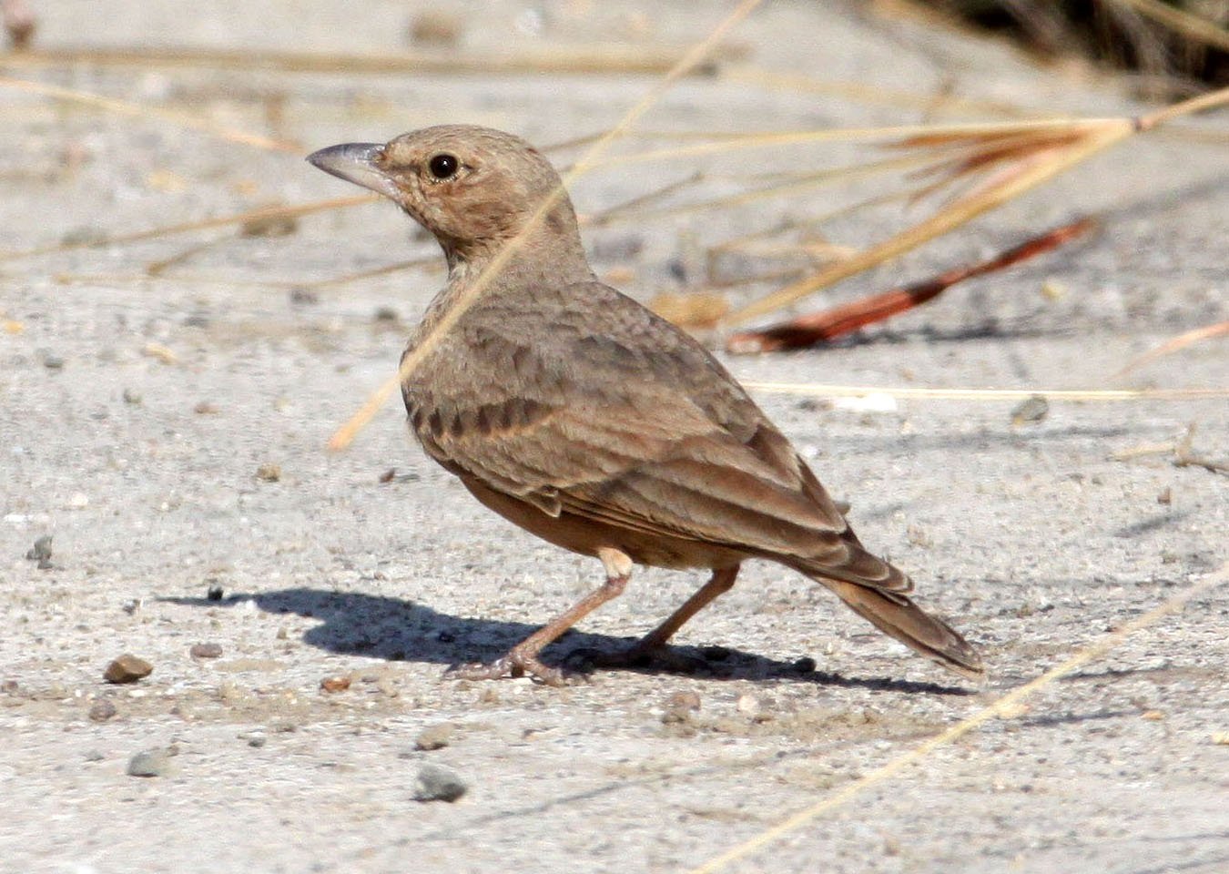 Rufous-tailed Lark (Ammomanes phoenicura) Blackbuck National Park India (6).JPG