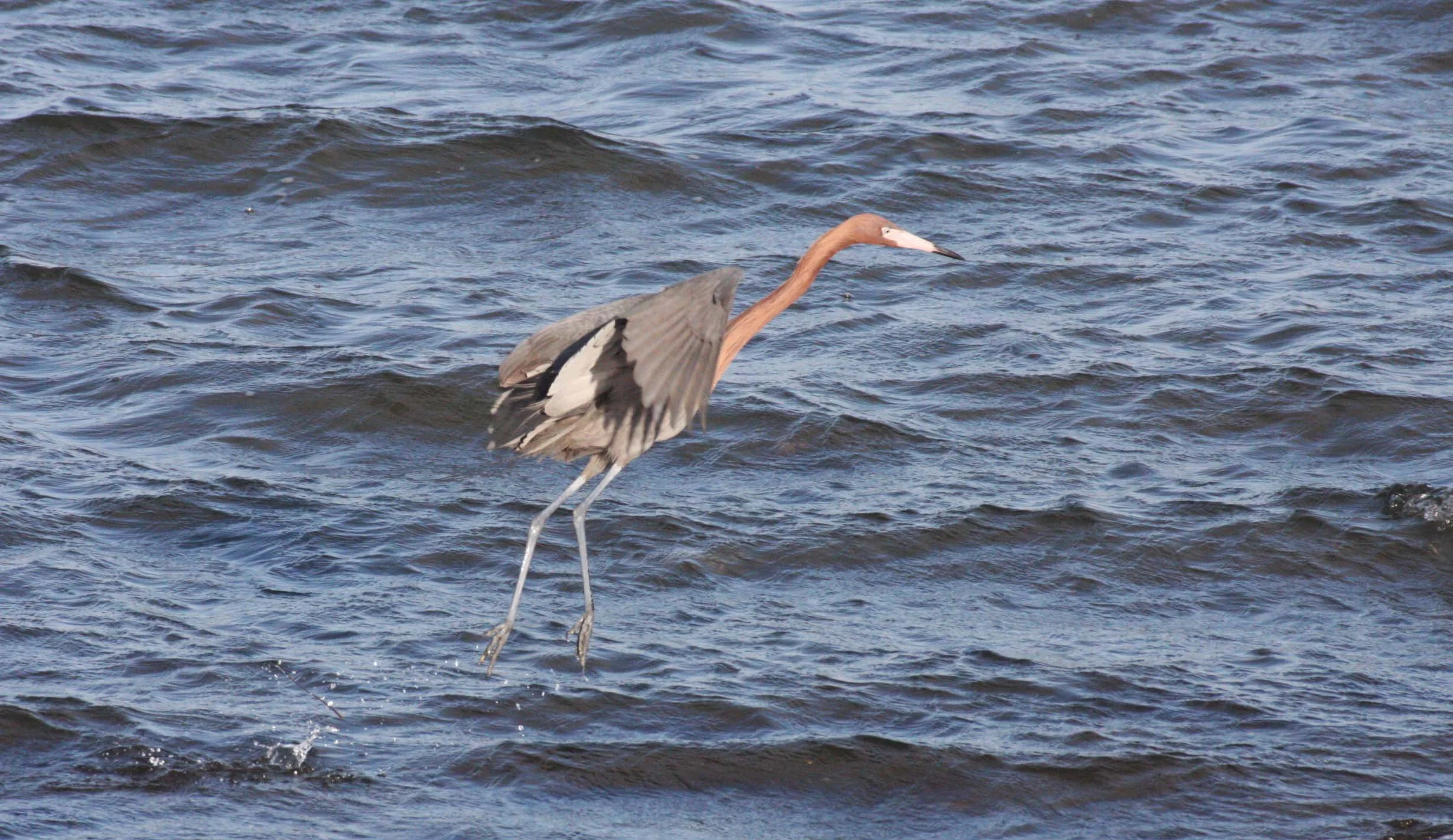 EGRET - REDDISH EGRET - Egretta rufescens - SAN IGNACIO LAGOON BAJA MEXICO (18).JPG