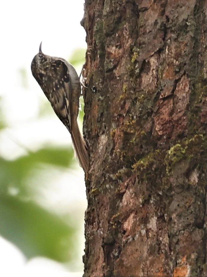 TREECREEPER - HUME'S TREECREEPER - Certhia manipurensis - DOI LANG WEST, DOI POKHOM KHA NP, CHIANG MAI DEC 2021  (7).jpg