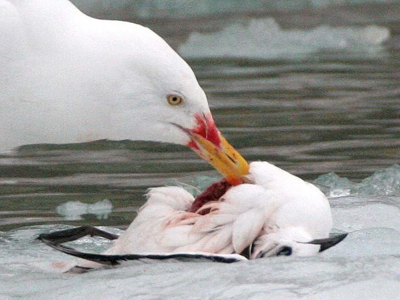 BIRD - GULL - GLAUCOUS GULL - SVALBARD (10).jpg