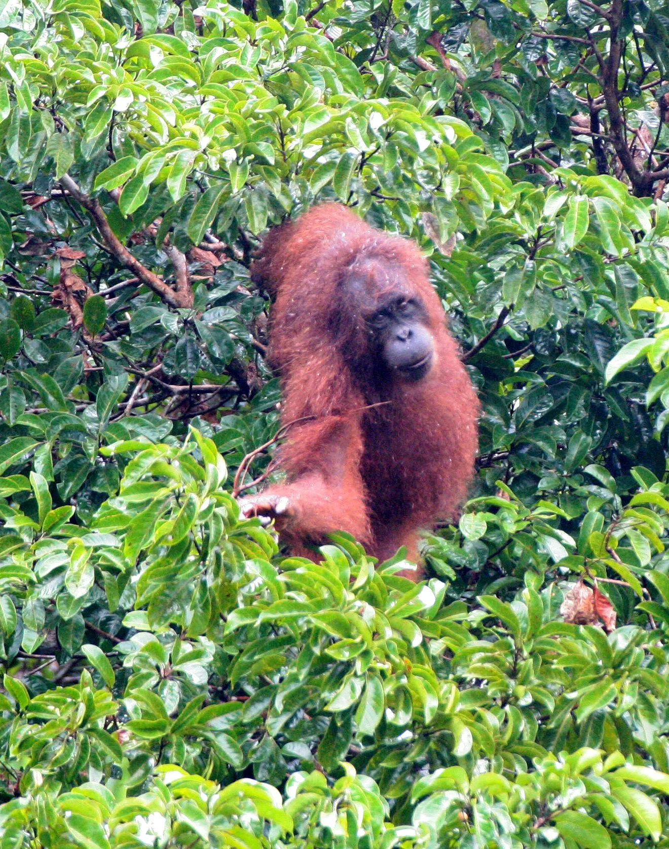 HOMINIDAE - Pongo pygmaeus morio - DANUM VALLEY BORNEO  (35).JPG