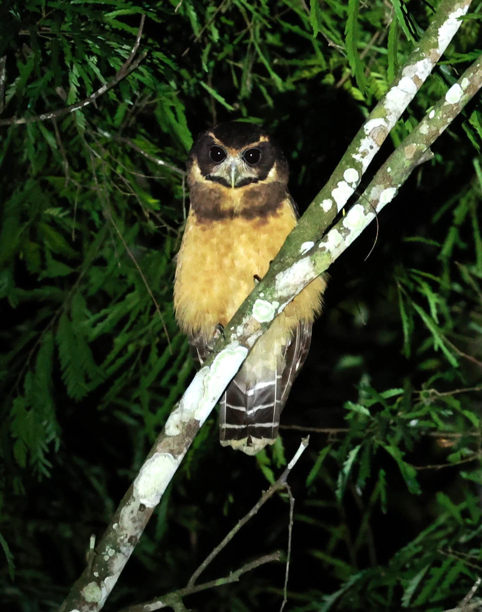 Owl - Tawny-browed Owl - Pulsatrix koeniswaldiana - Rio Doce State Park, Minas Gerais, Brazil (2).JPG