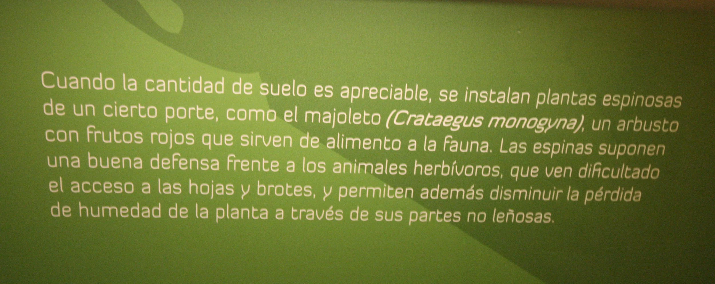 EL TORCAL SPAIN (34).JPG