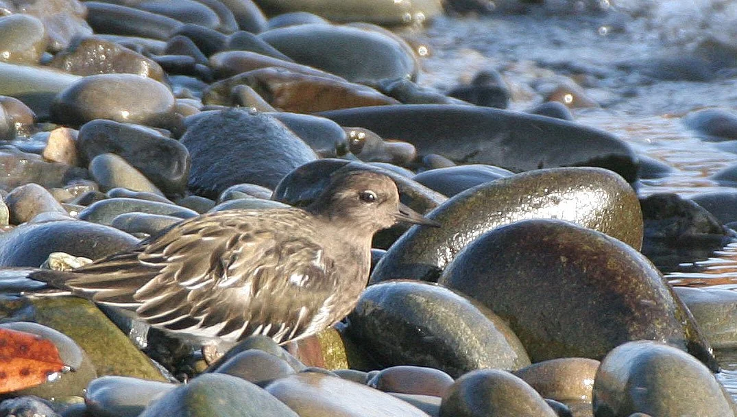 BIRD - TURNSTONE - BLACK TURNSTONE - PA HARBOR (5).jpg
