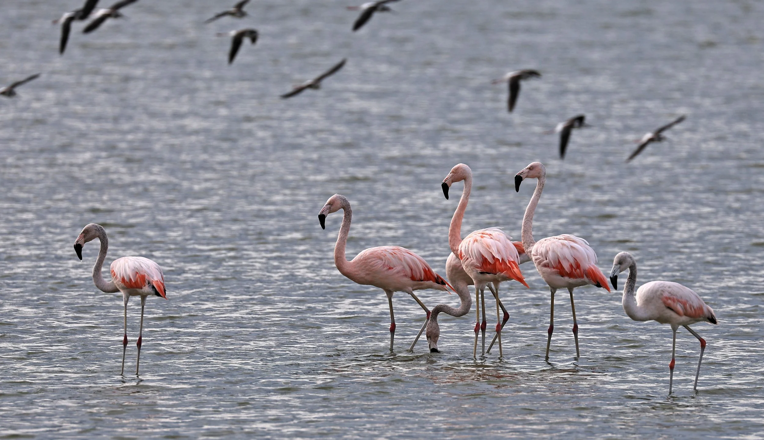 Chilean Flamingo (Phoenicopterus chilensis) Chaco Lodge & Laguna Salada Paraguay (43).jpg