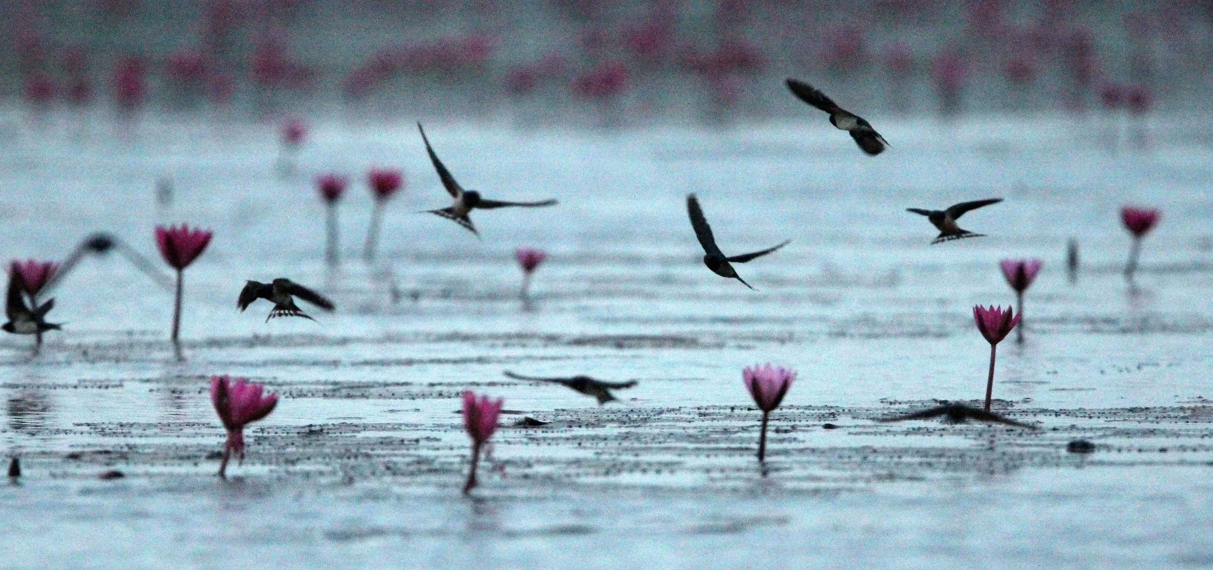 Barn Swallow (Hirundo rustica) Red Lotus Sea Udon Thani Thailand (3).JPG