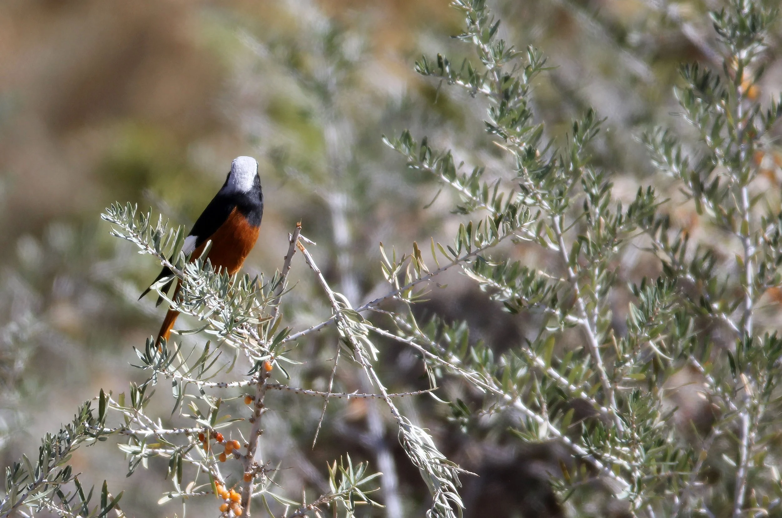 BIRD - REDSTART - WHITE-WINGED REDSTART - HEMIS NATIONAL PARK - LADAKH INDIA - JAMMU & KASHMIR NEAR LEH (4).JPG