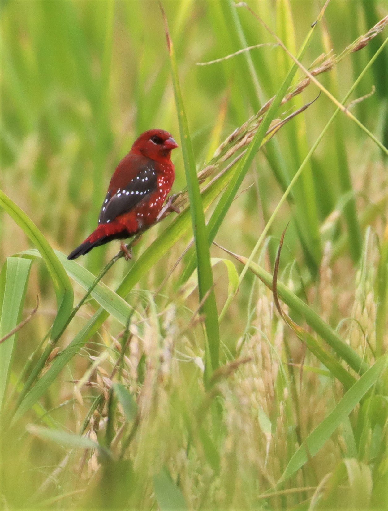 RED AVADAVAT - Amandava amandava - LAD KRABANG  THAP YAO RICE FIELDS AUGUST 14 2021 (111).jpg